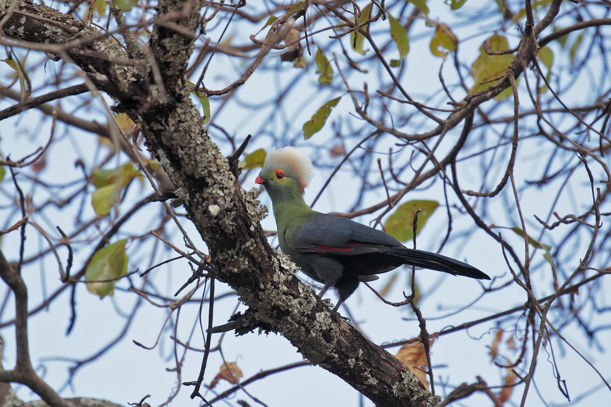 Turaco di Ruspoli