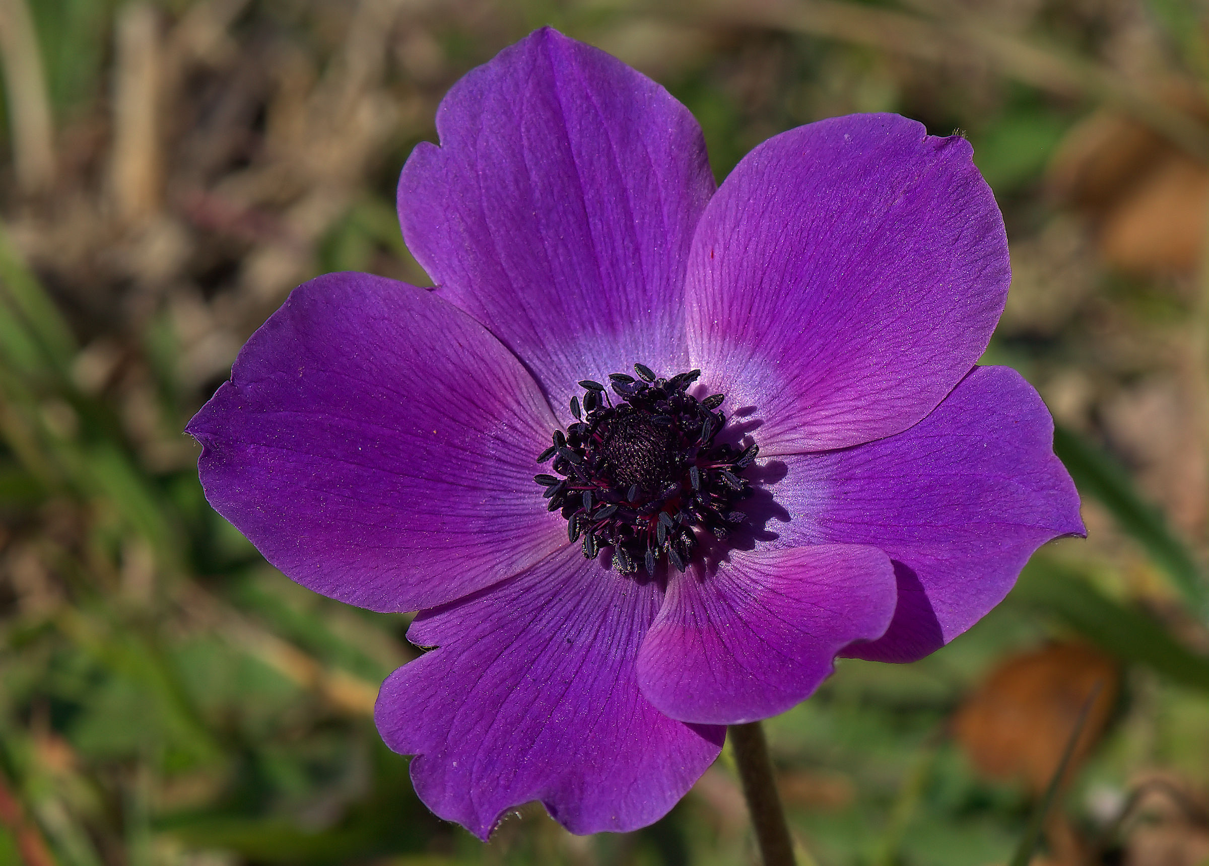 Anemone coronaria