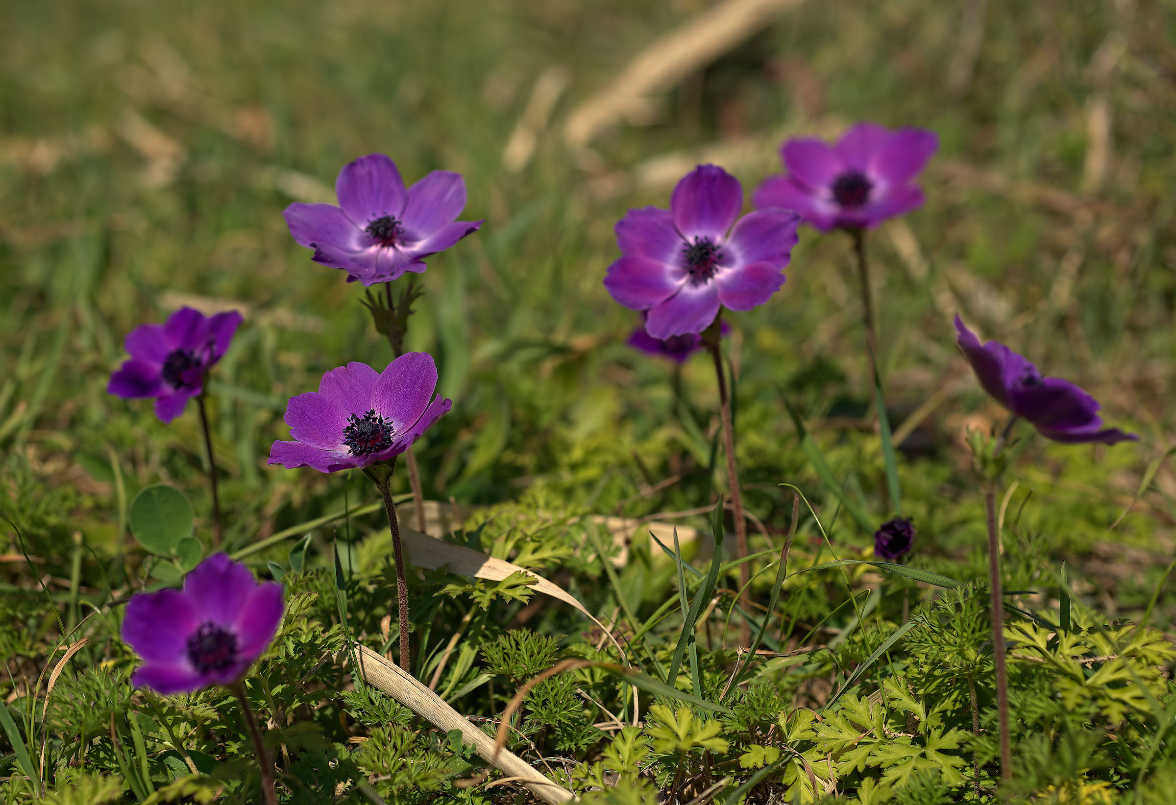 Anemone coronaria