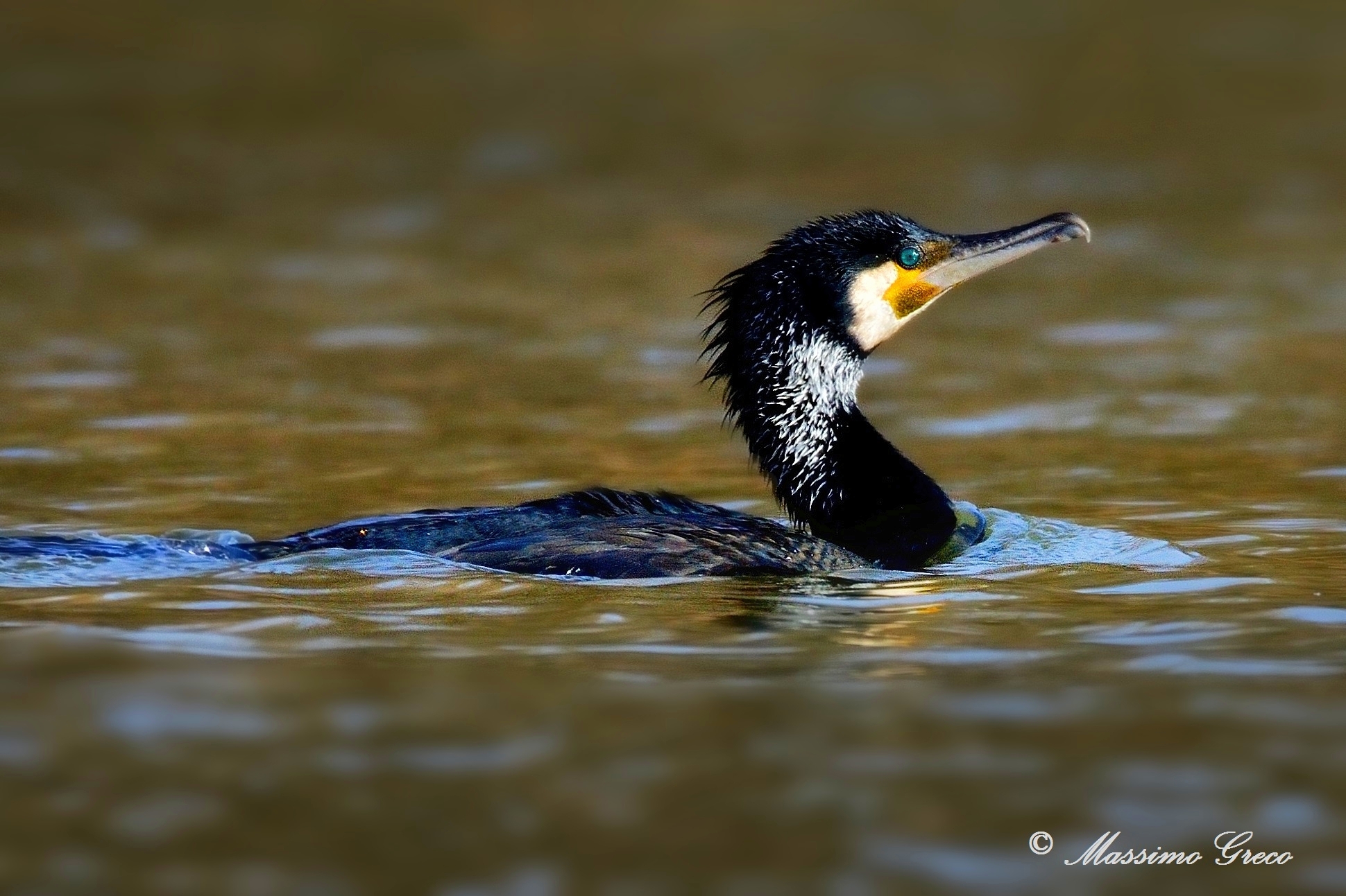 Cormorant