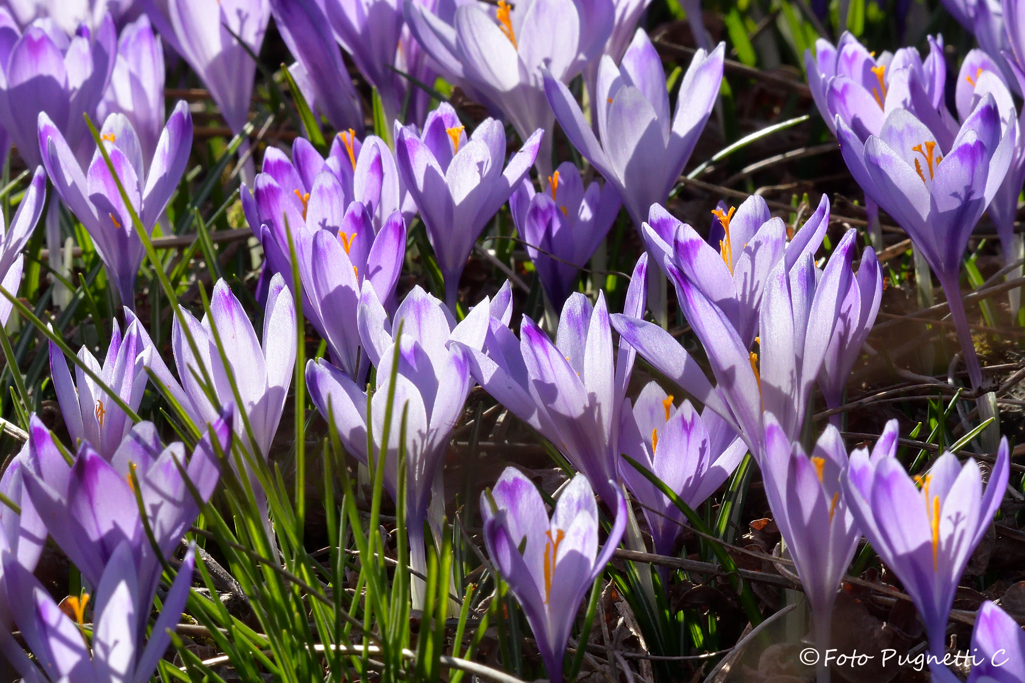 Crocus