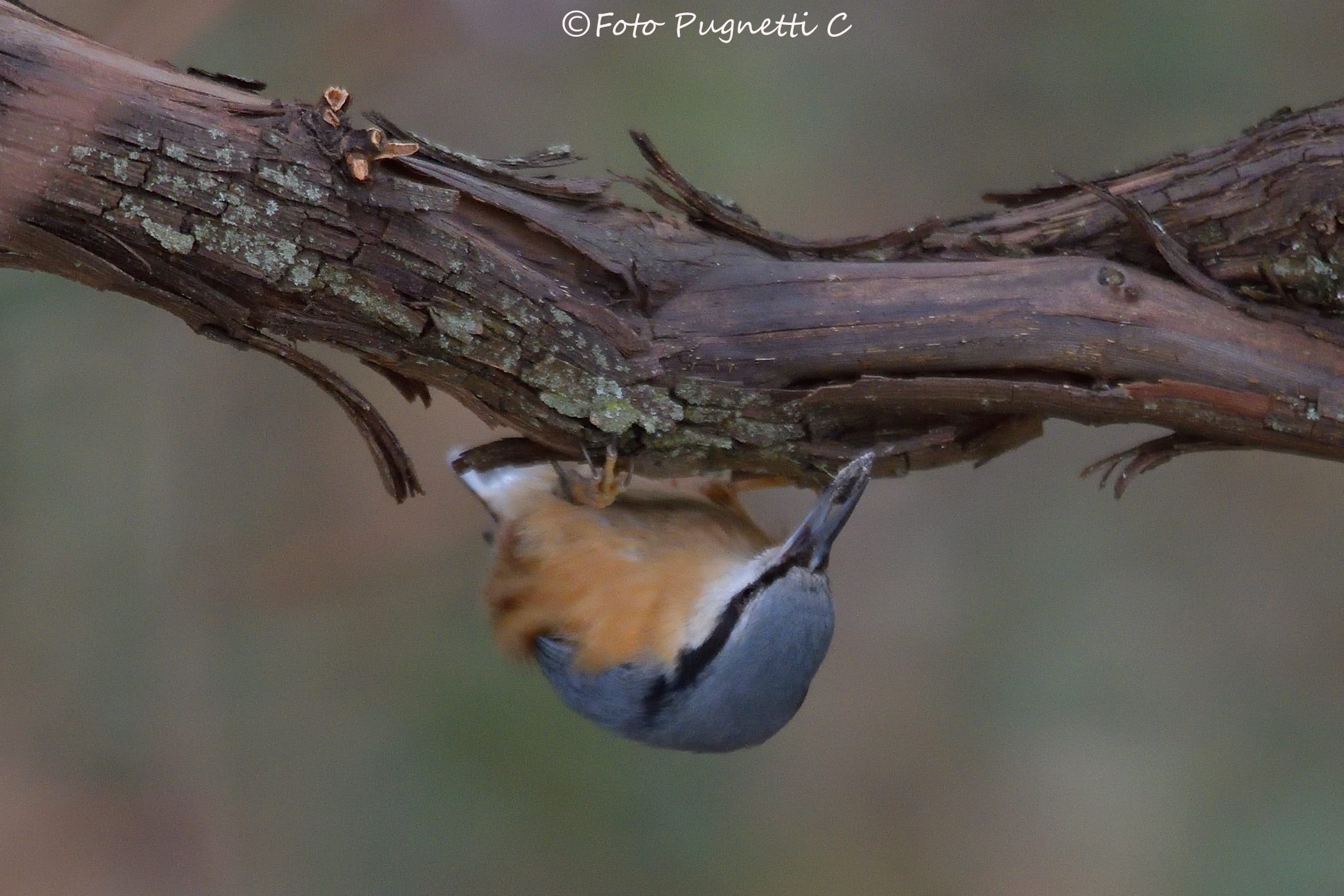 Nuthatch