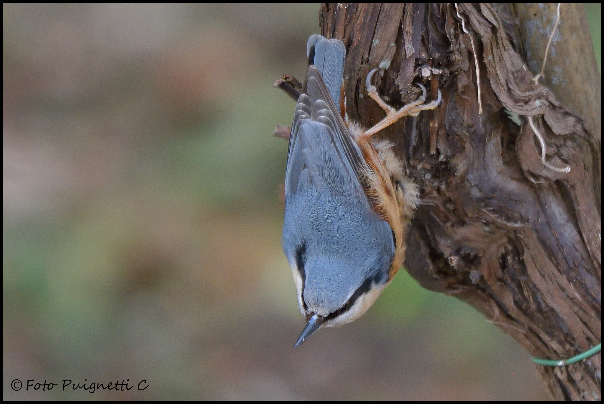 Nuthatch