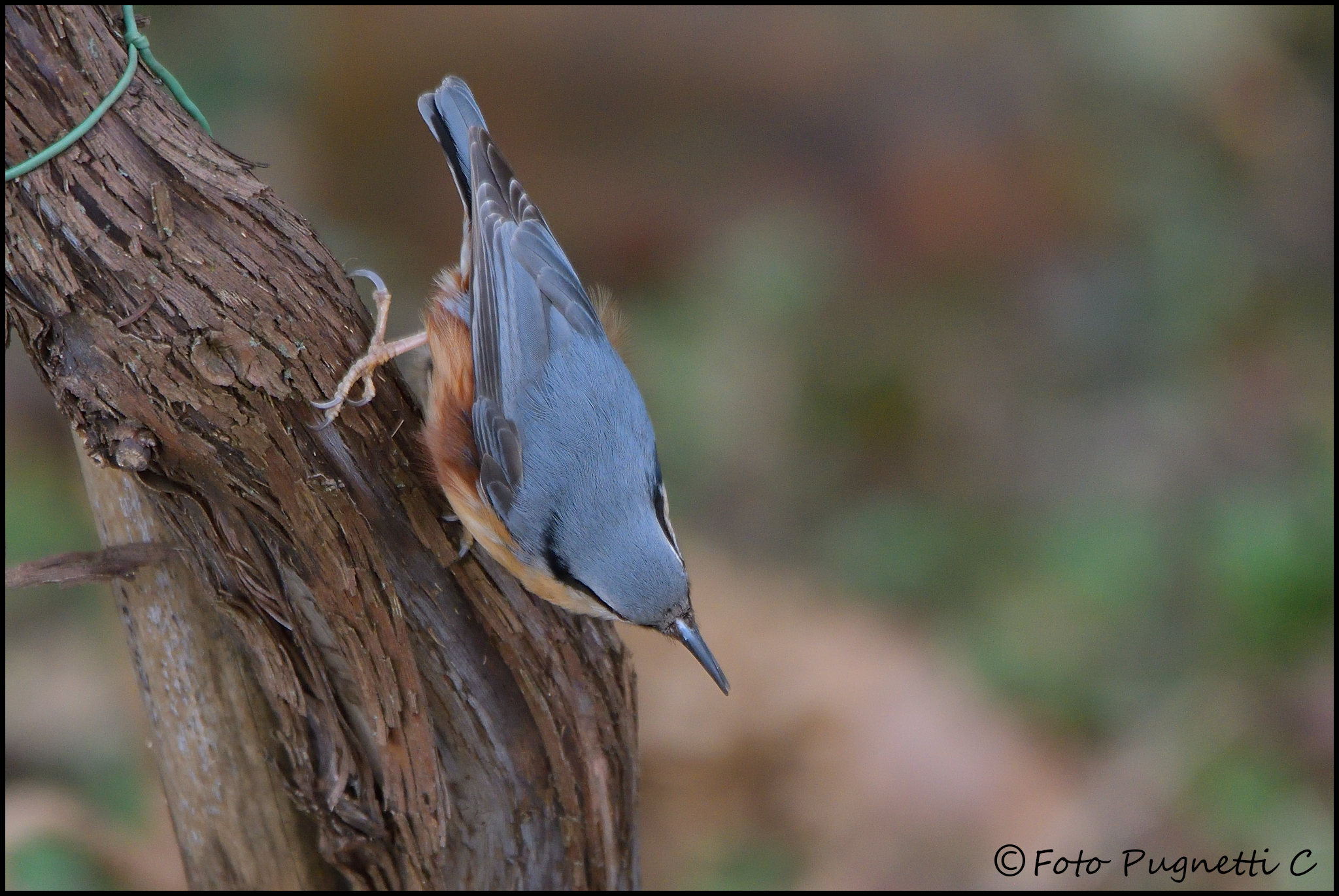 Nuthatch