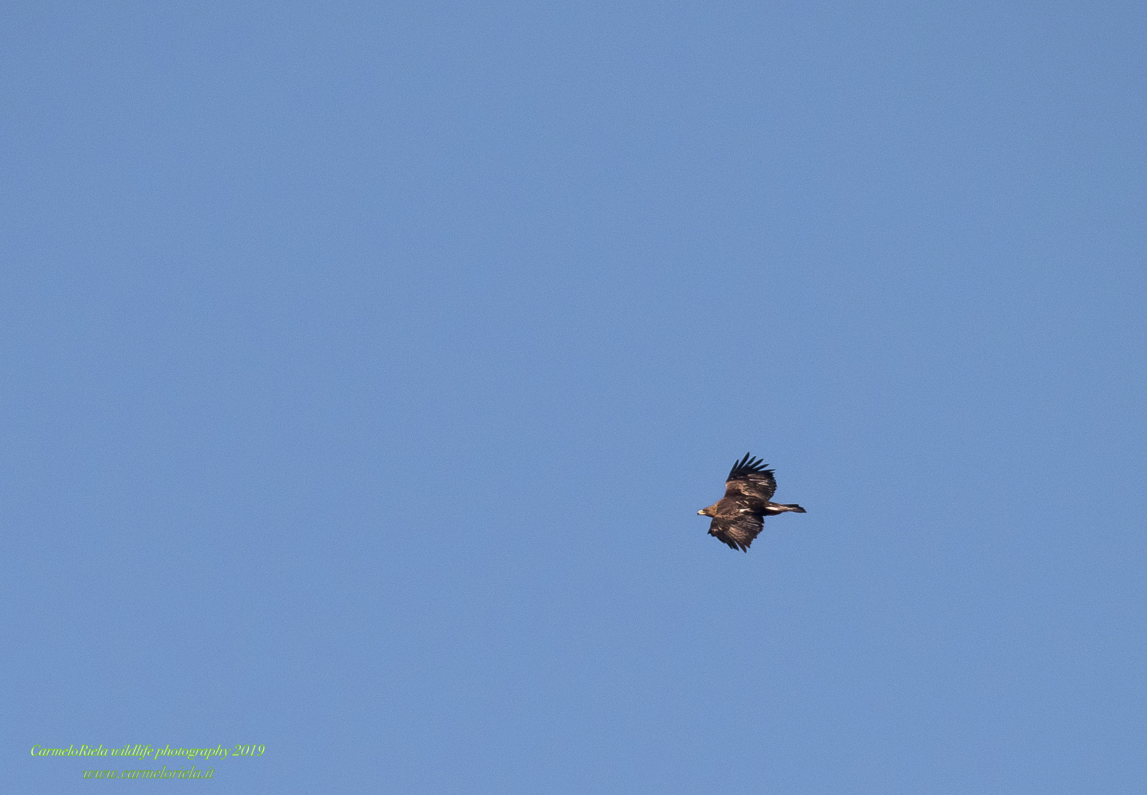 Aquila Reale in linea retta.