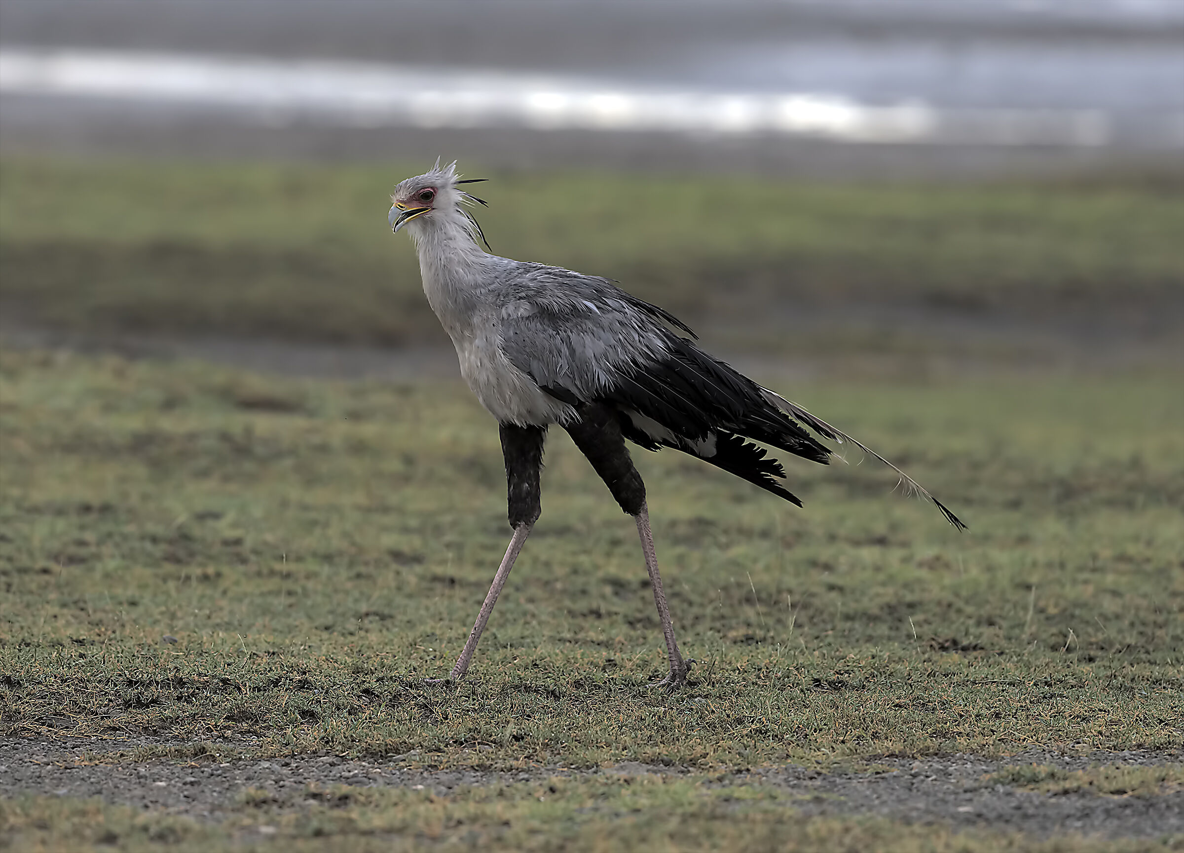 Secretary Bird