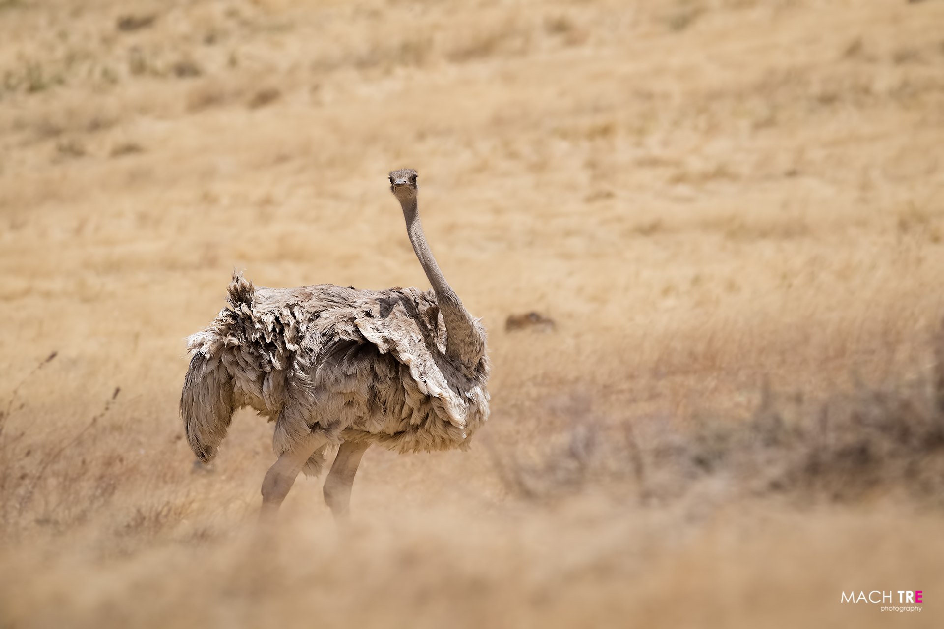 Ostrich (Struthio camelus)