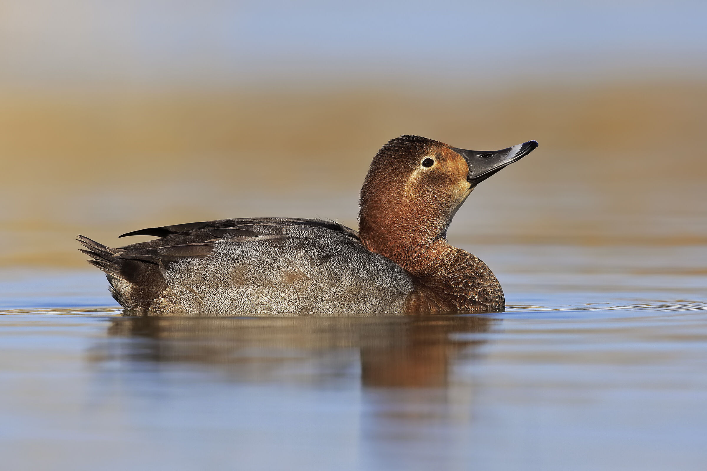 Pochard