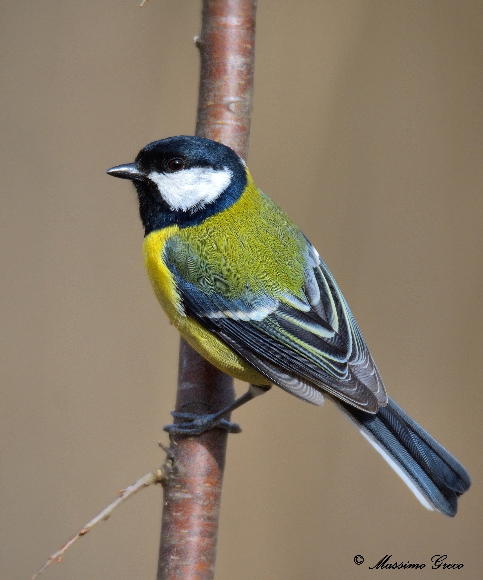 Cinciallegra (Parus major)