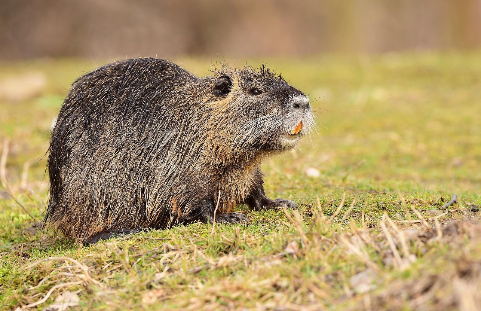 Nutria