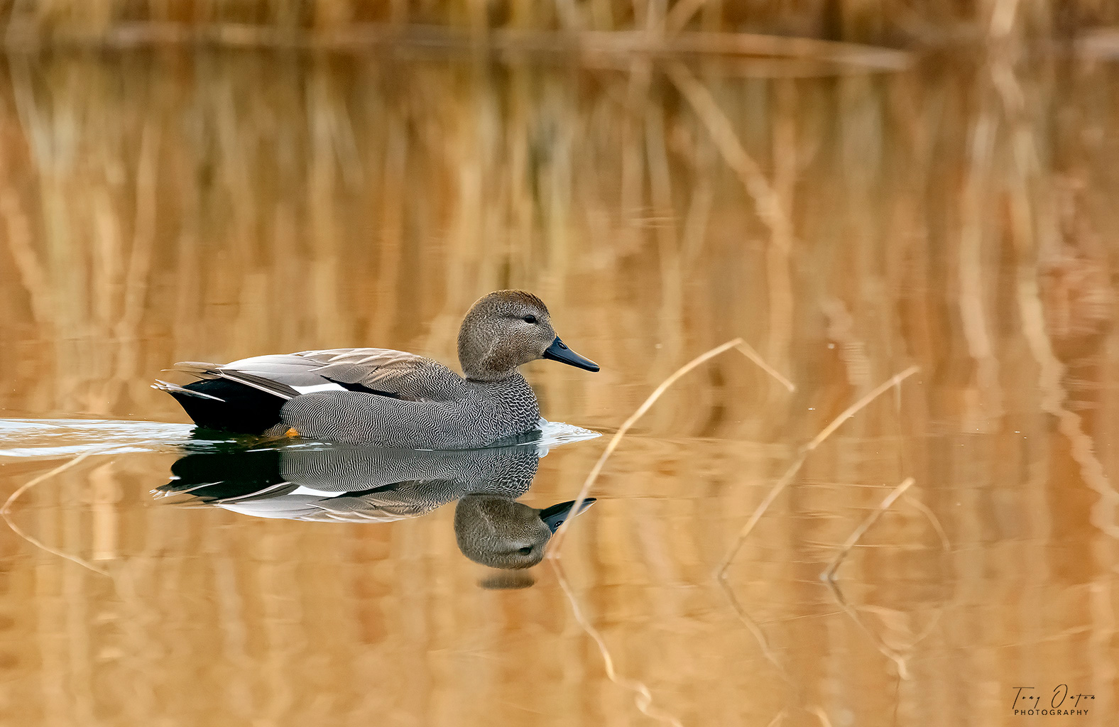Gadwall