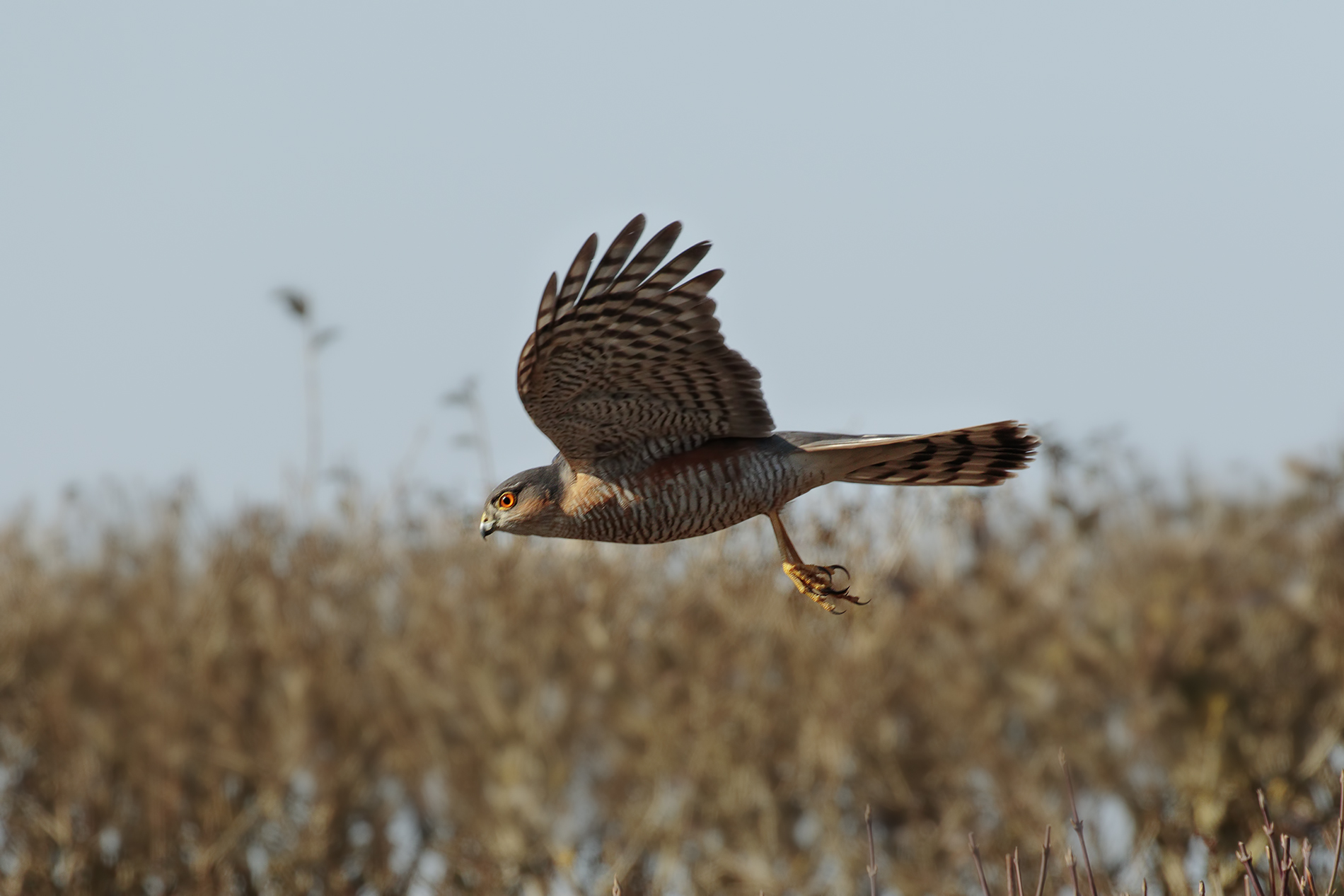 Sparviere in hunting