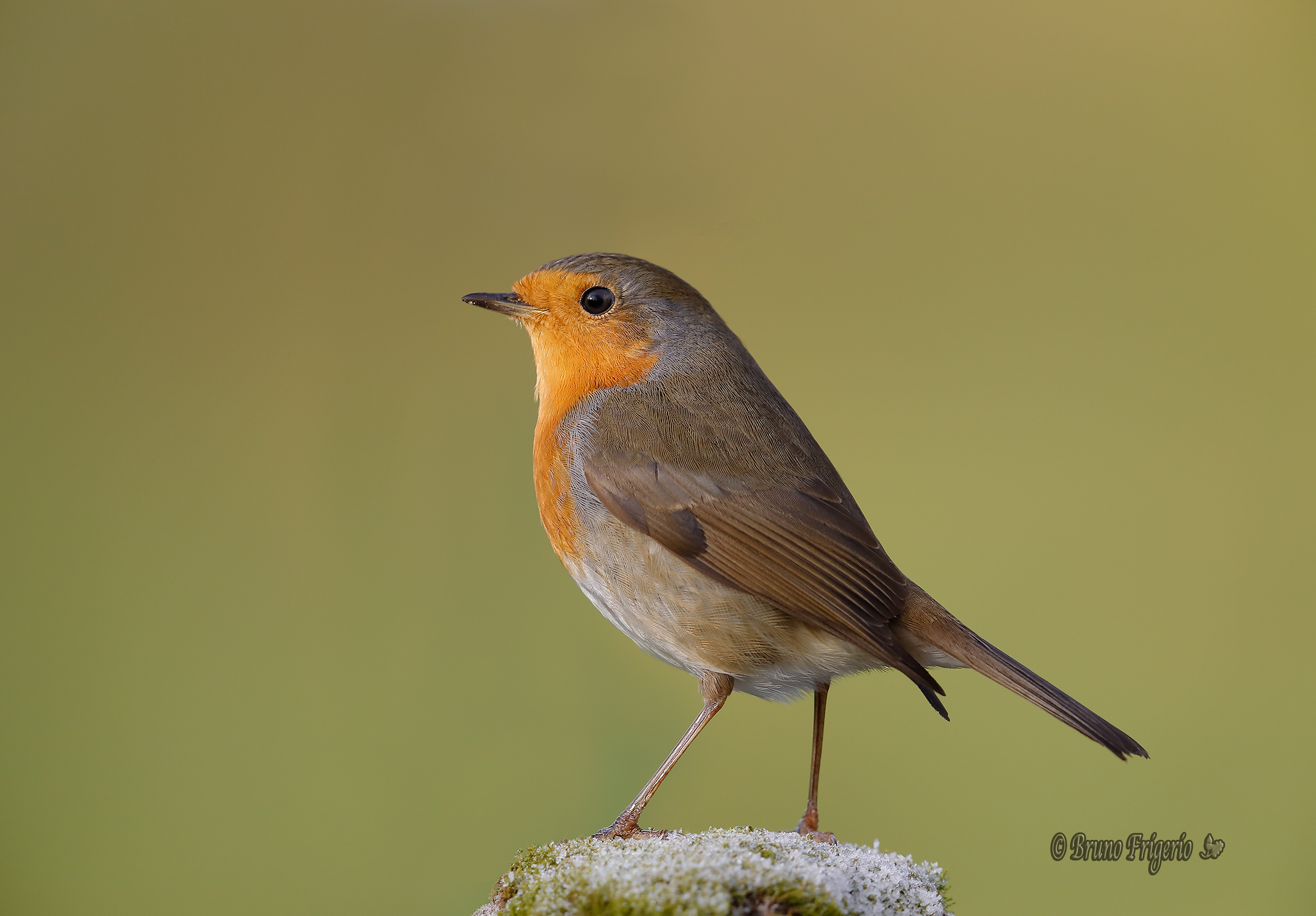 Robin posing for photo