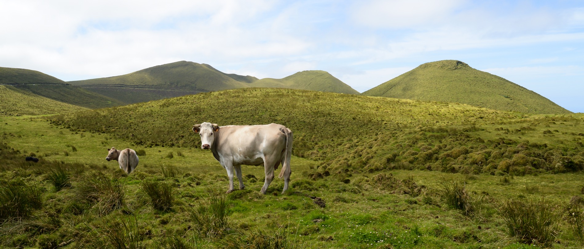 Isola di Pico, Acores