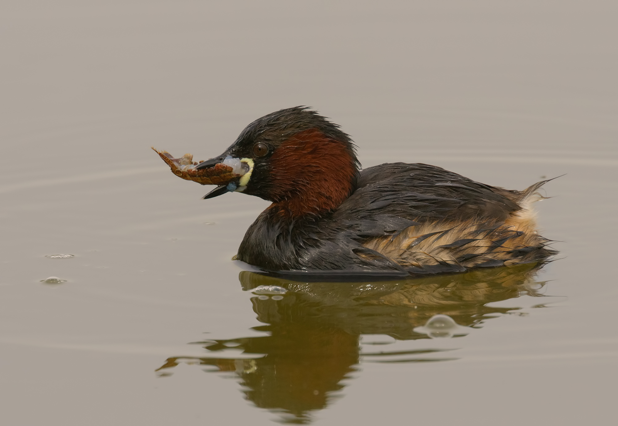 Little Grebe.