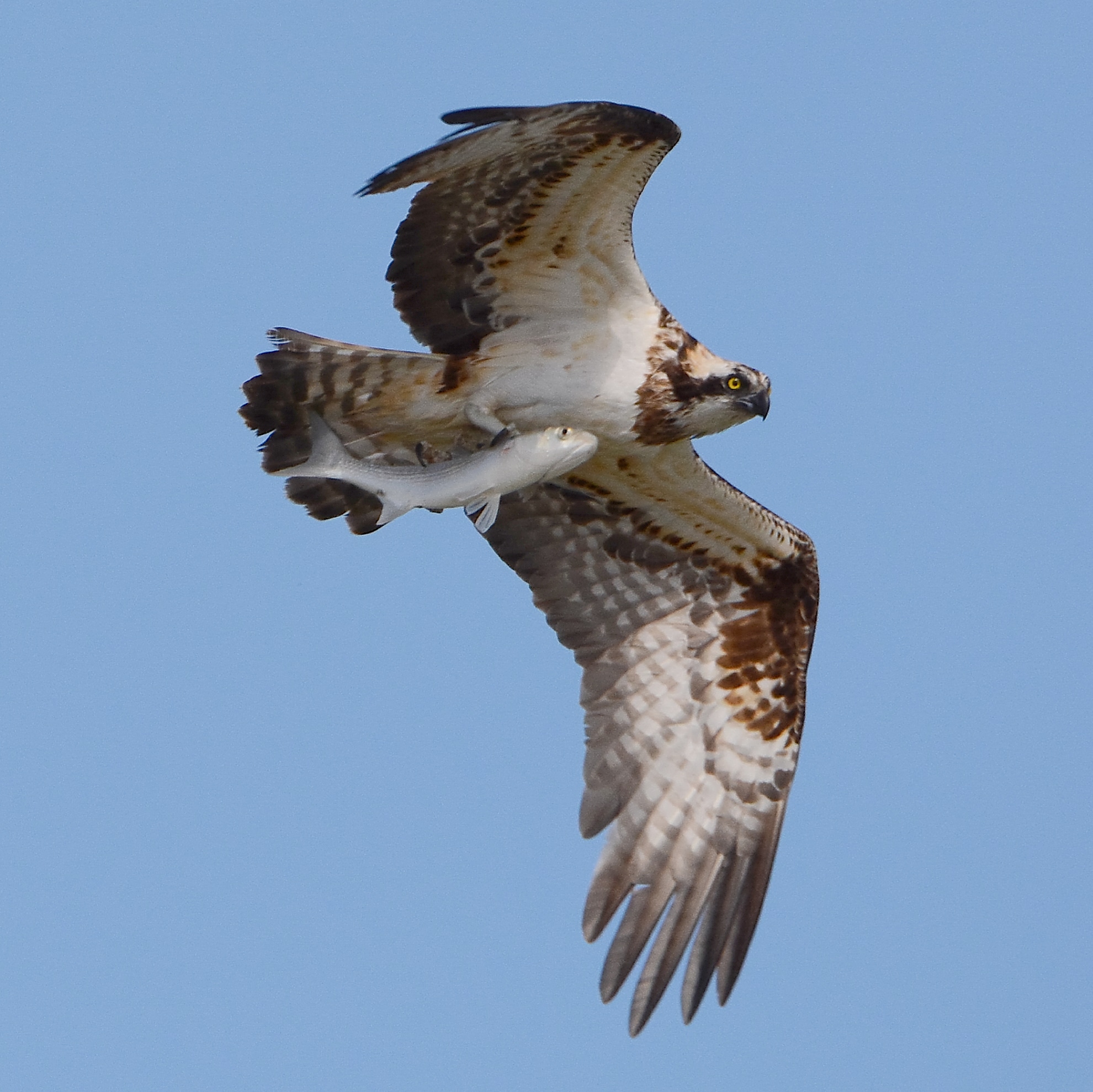 Falco pescatore con preda