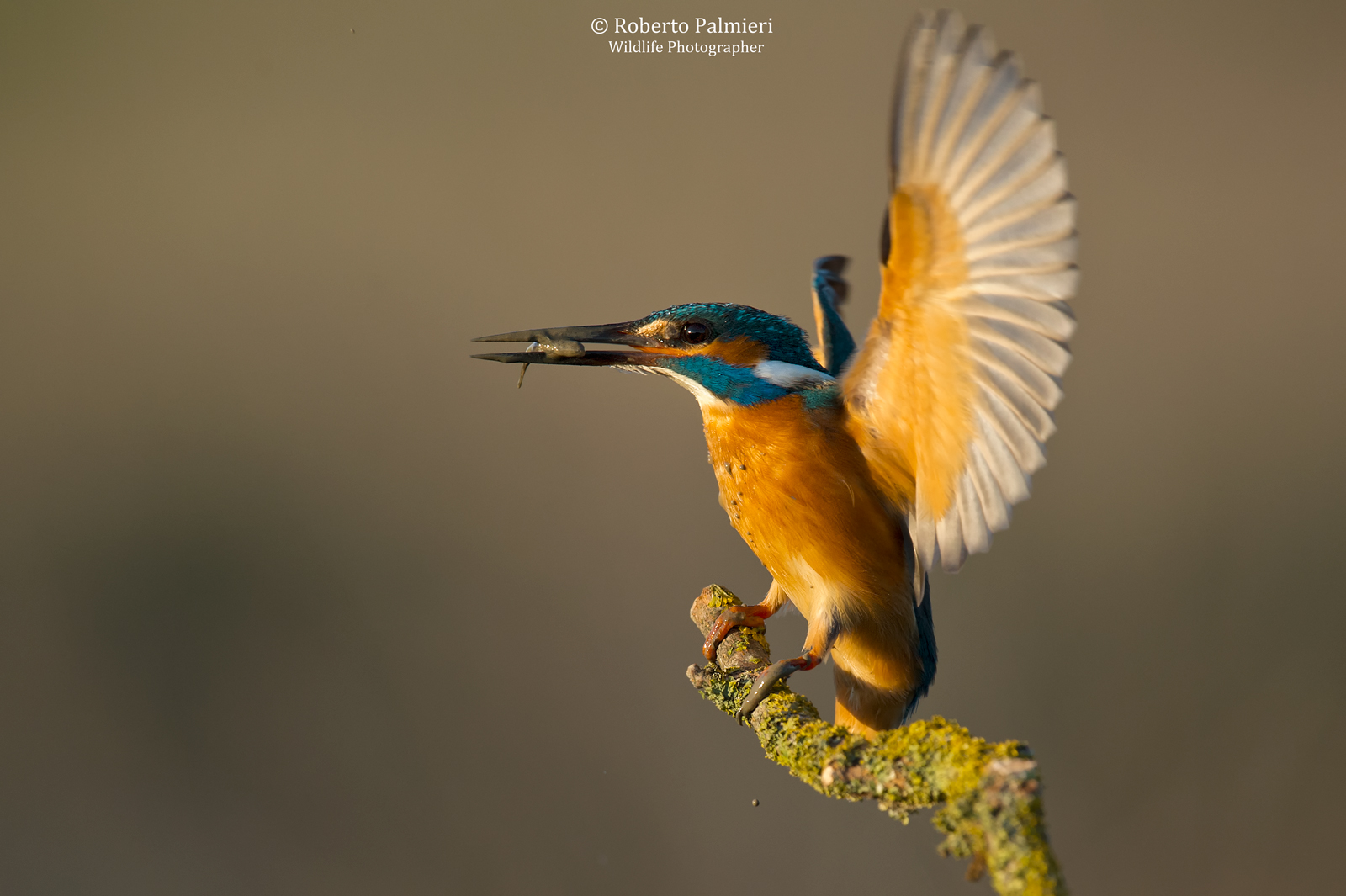 Martin Pescatore con pesciolino in arrivo sul posatoio