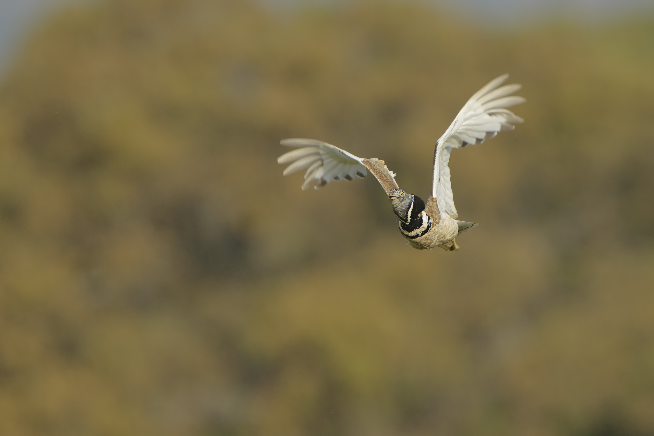 Male ' Prataiola ' in flight