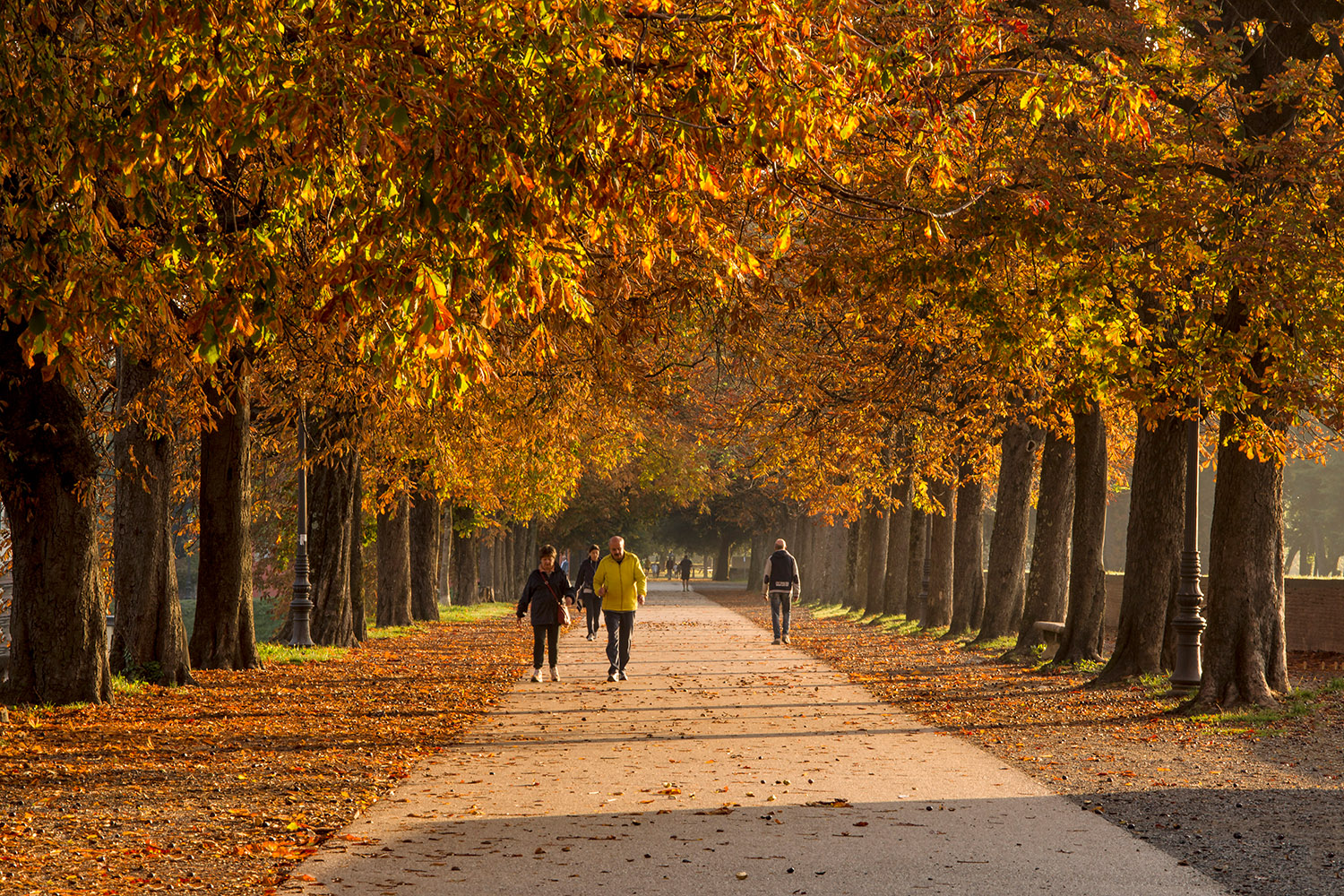 viale d'autunno
