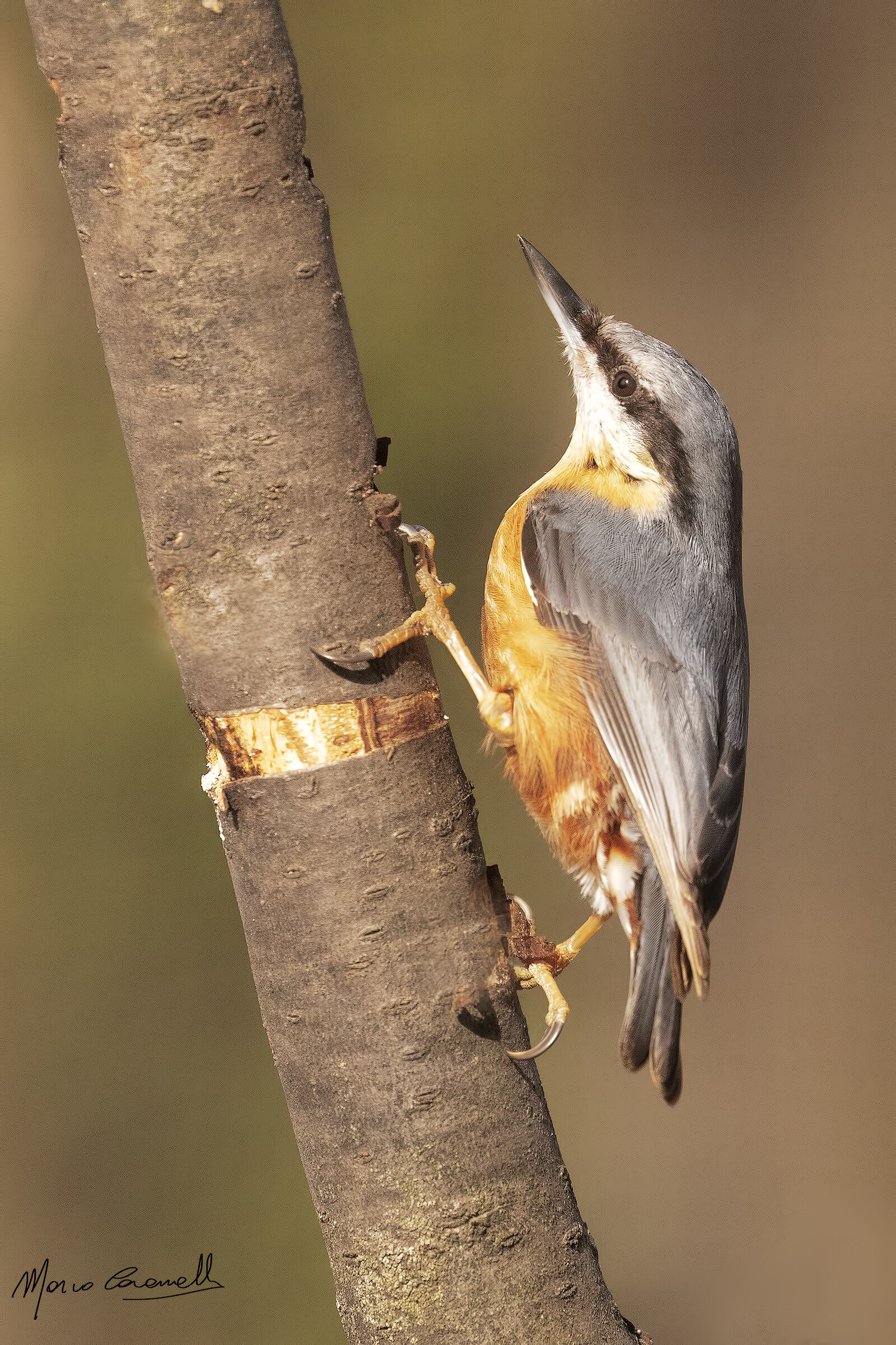 Nuthatch