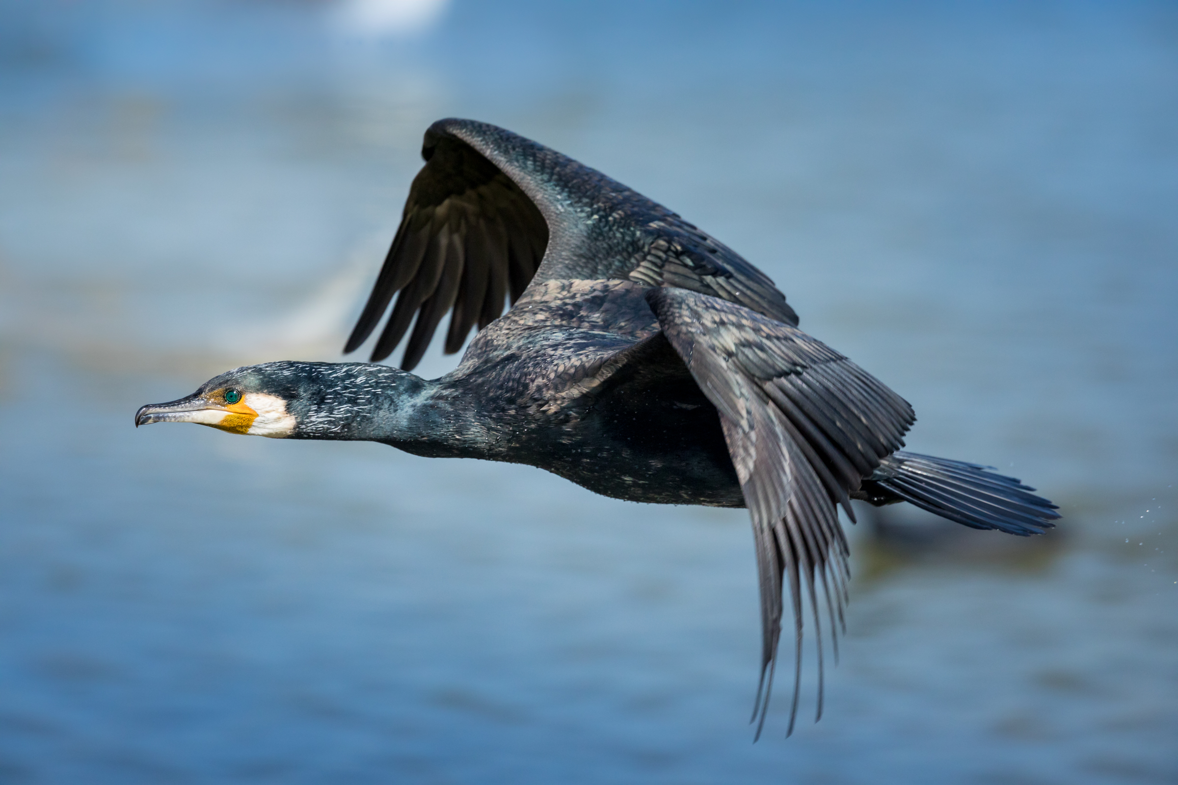 Cormorating in flight