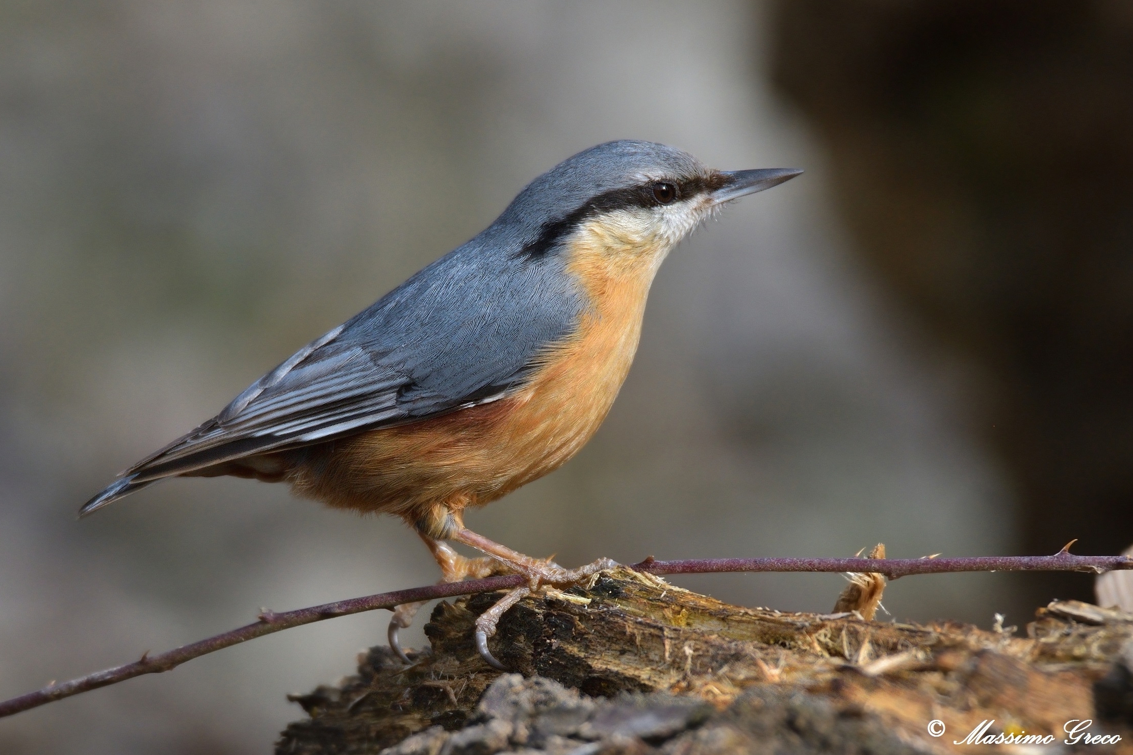 Nuthatch