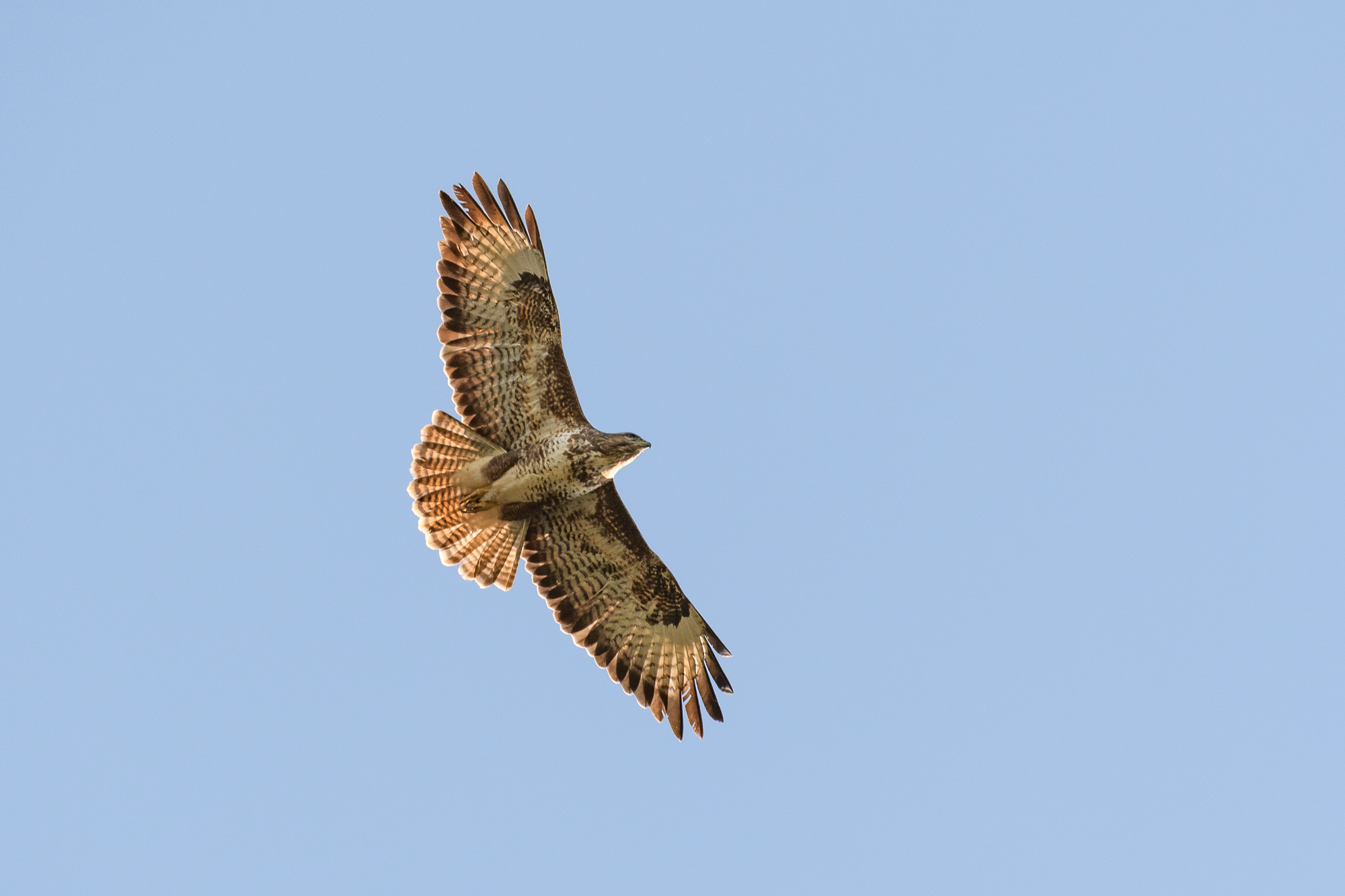 Buzzard Overhead