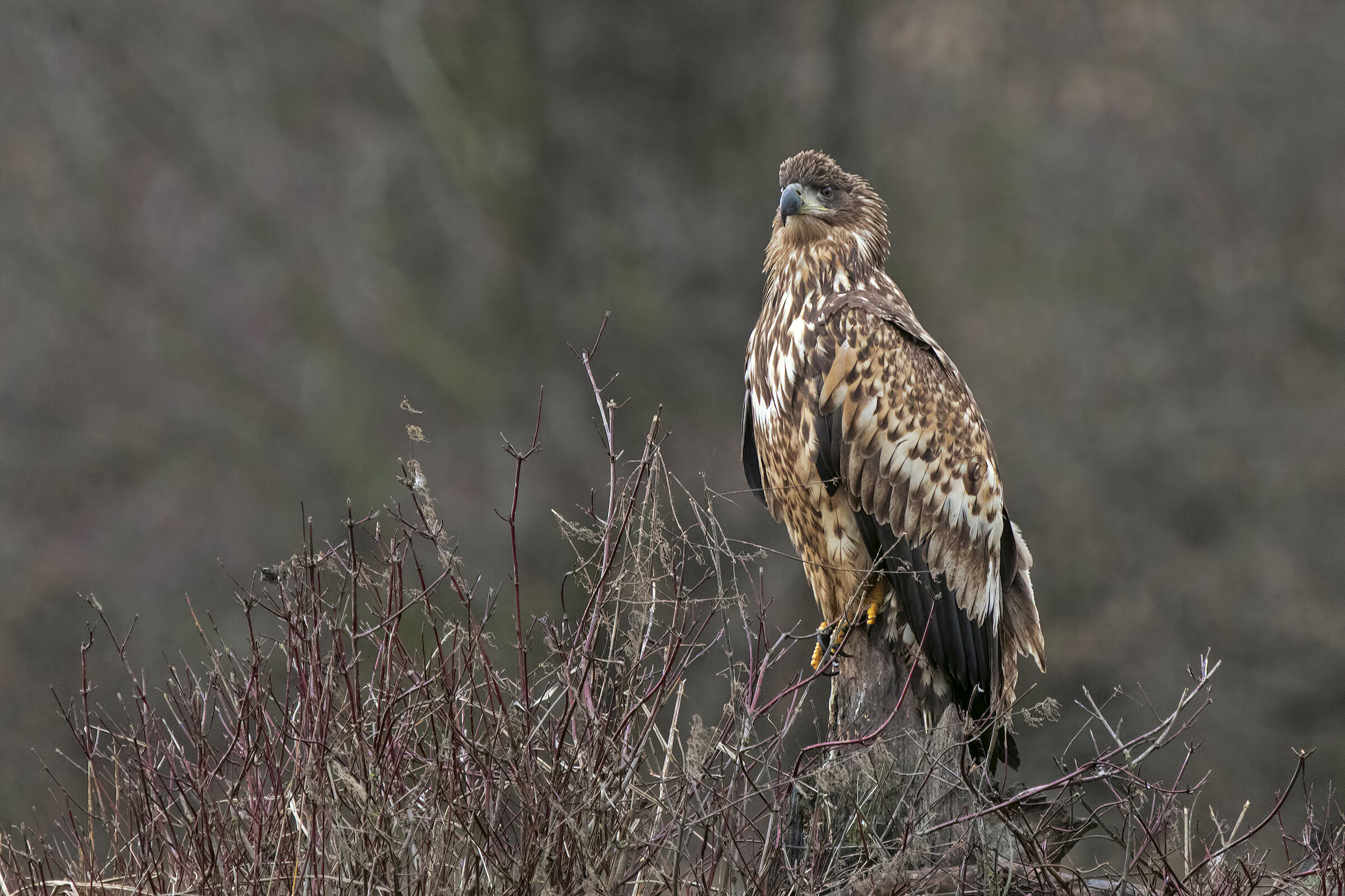 Young white-Water eagle
