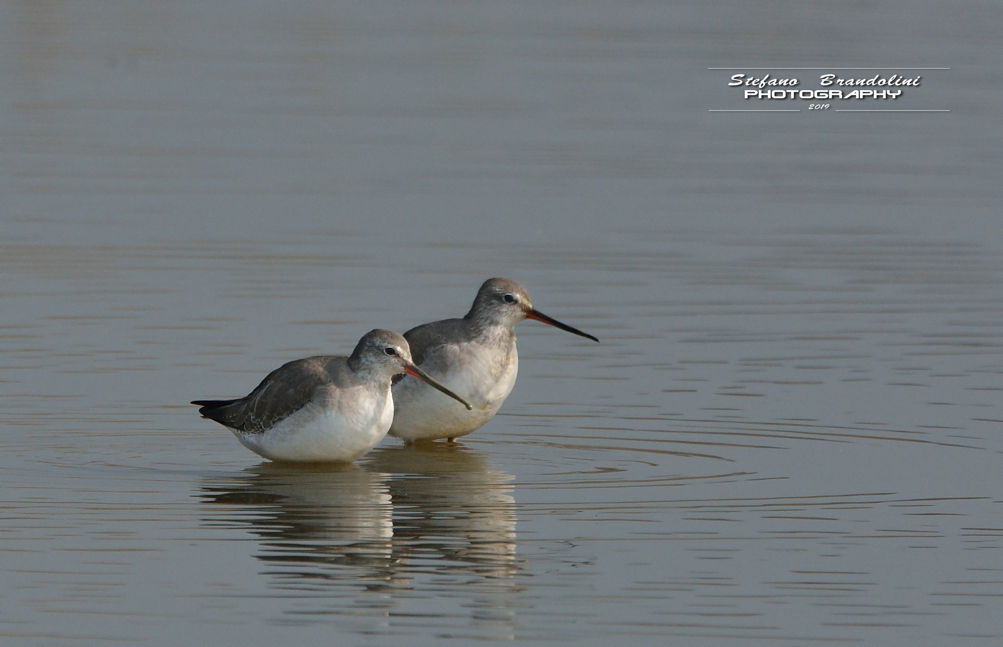 Tringa erythropus (Totano moro)