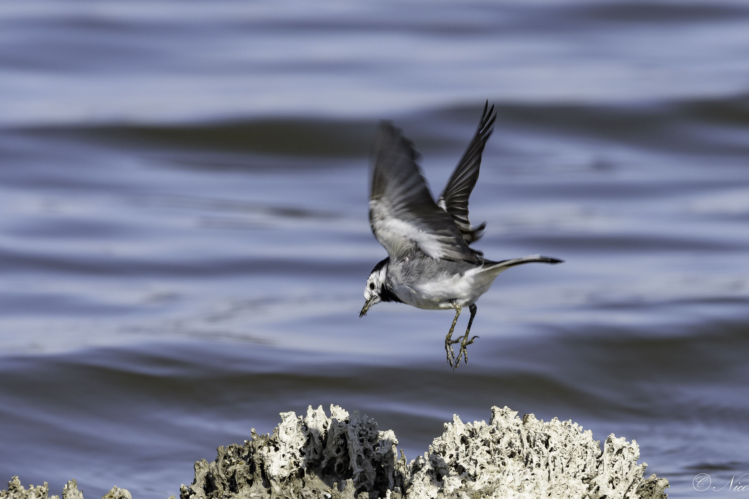 Graceful one can and then flies away