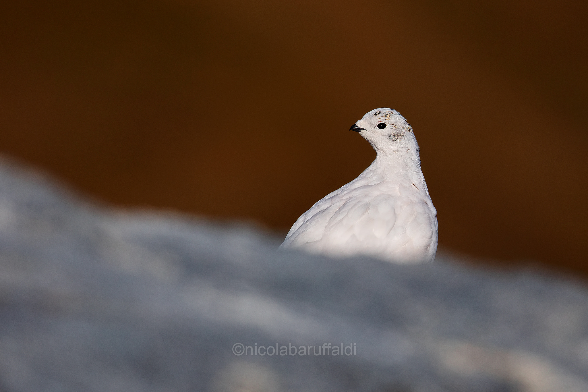 White Partridge