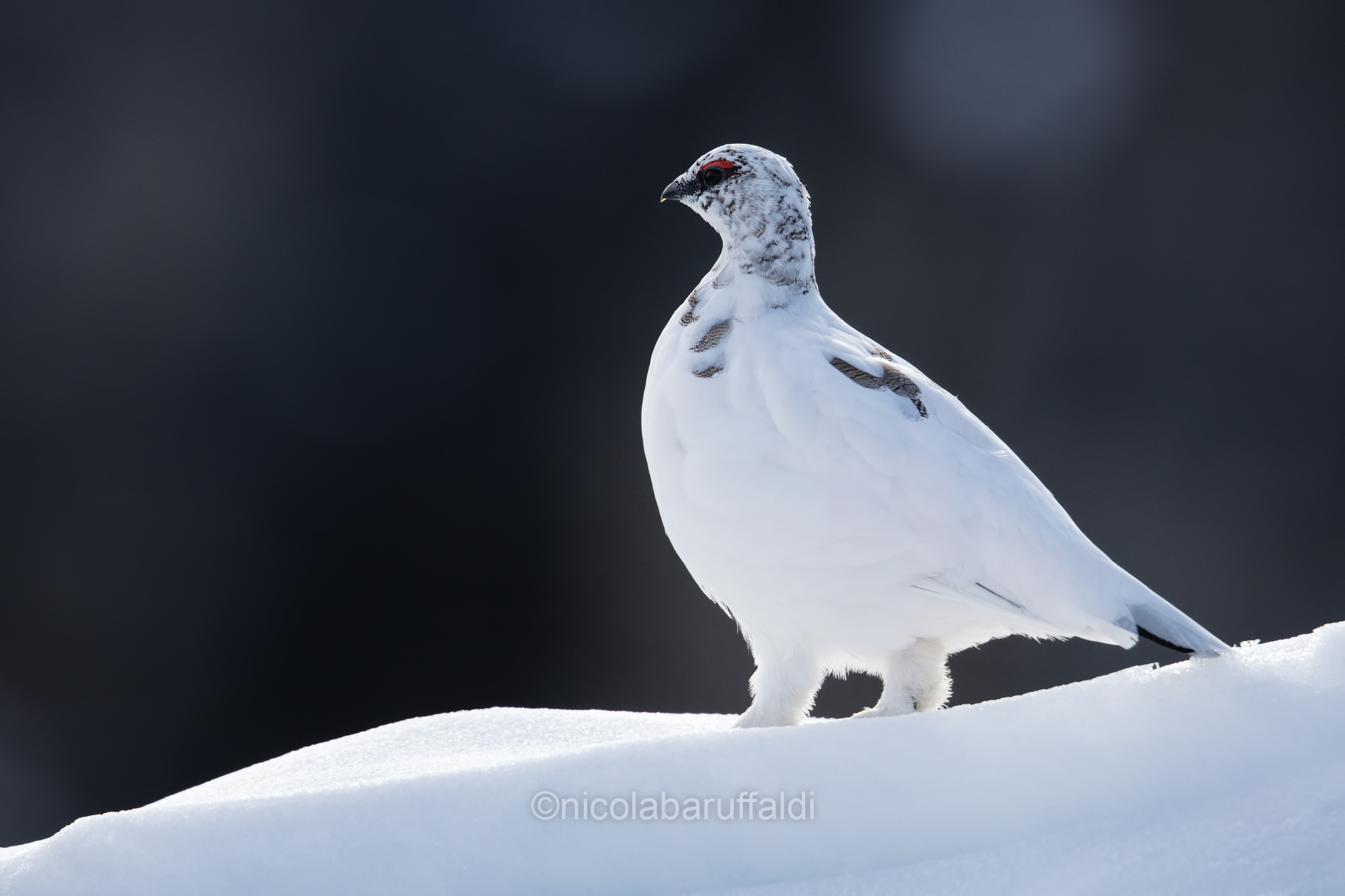 White Partridge
