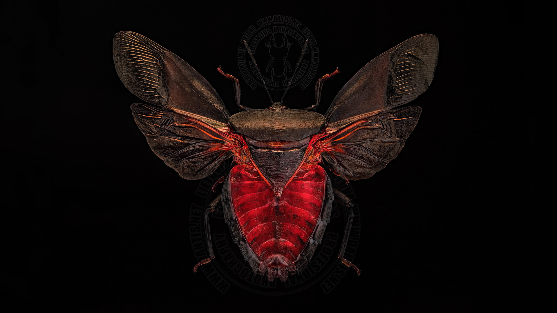 Euthenestes robustus