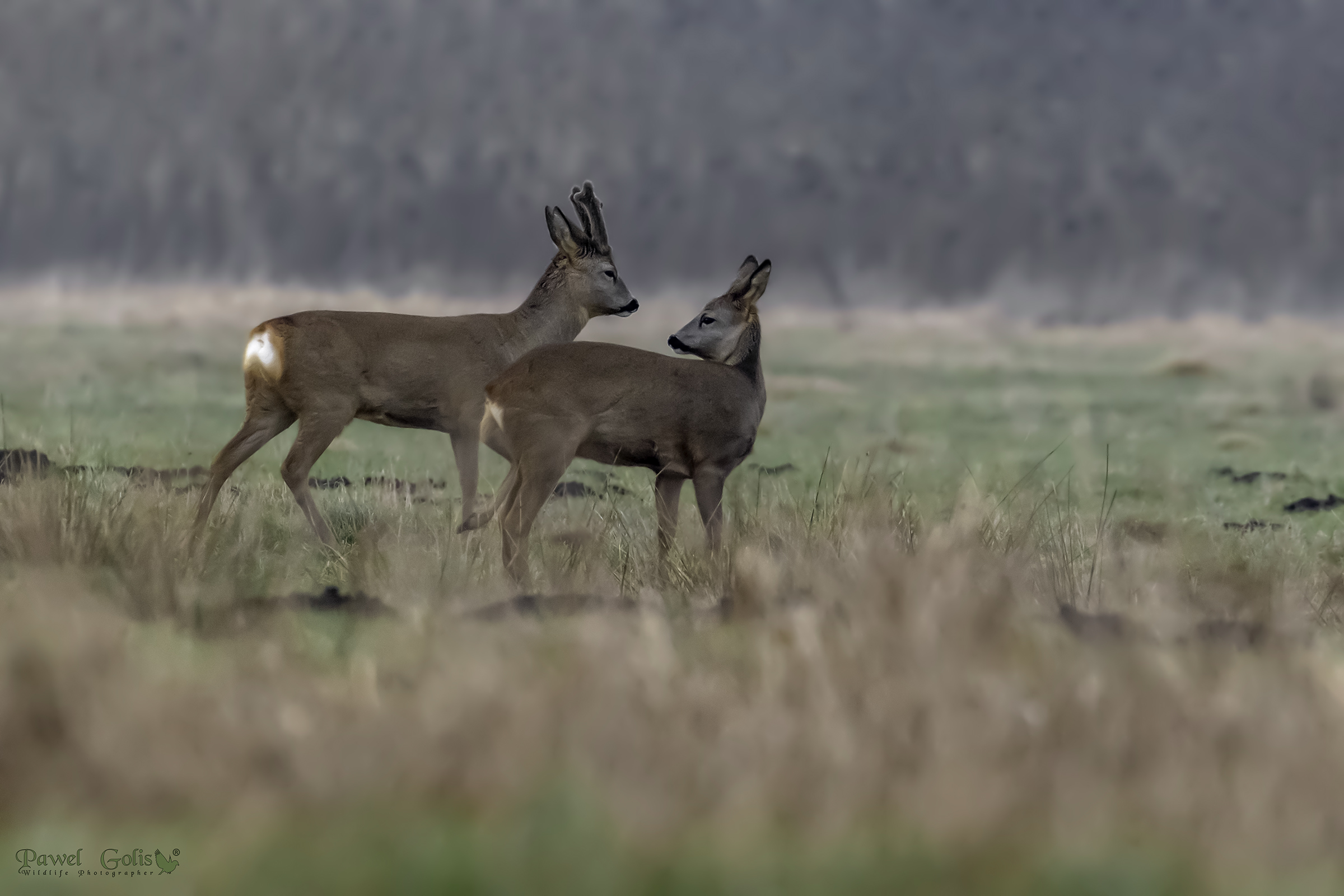 Capriolo (Capreolus capreolus)
