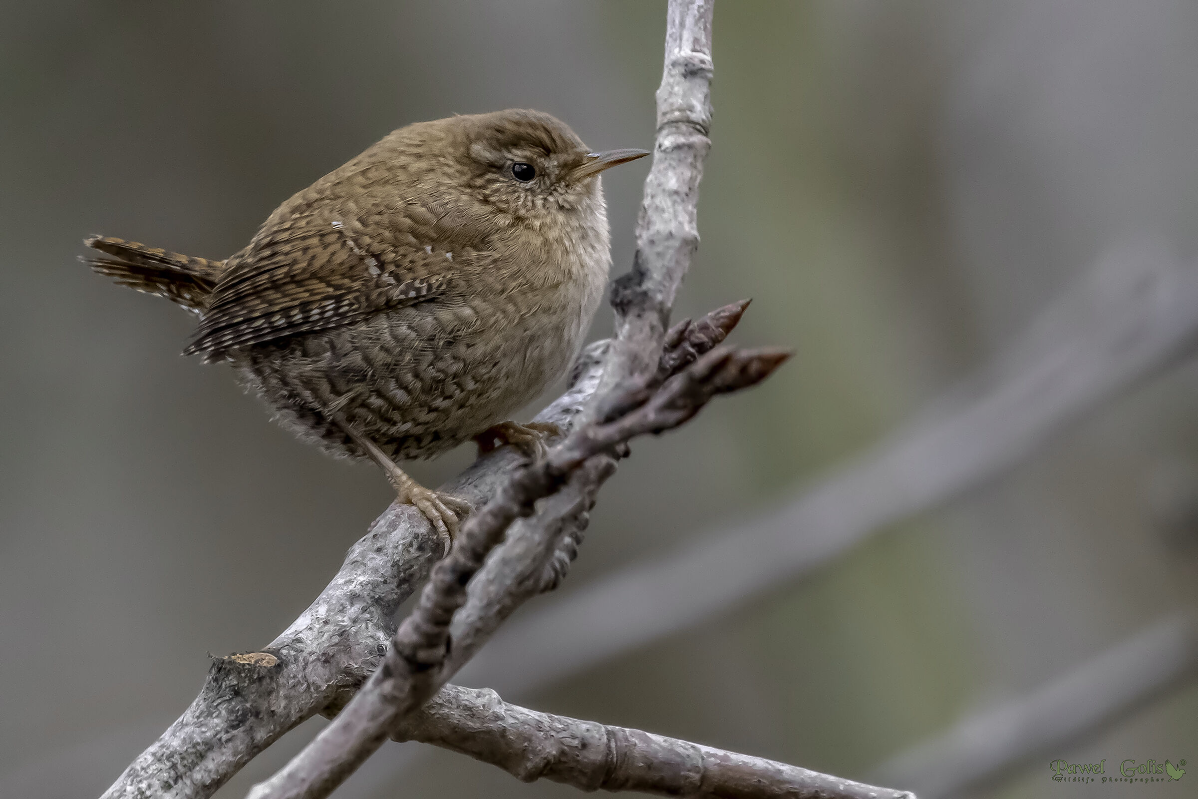 Wren (Troglodytes troglodytes) di Eurasian
