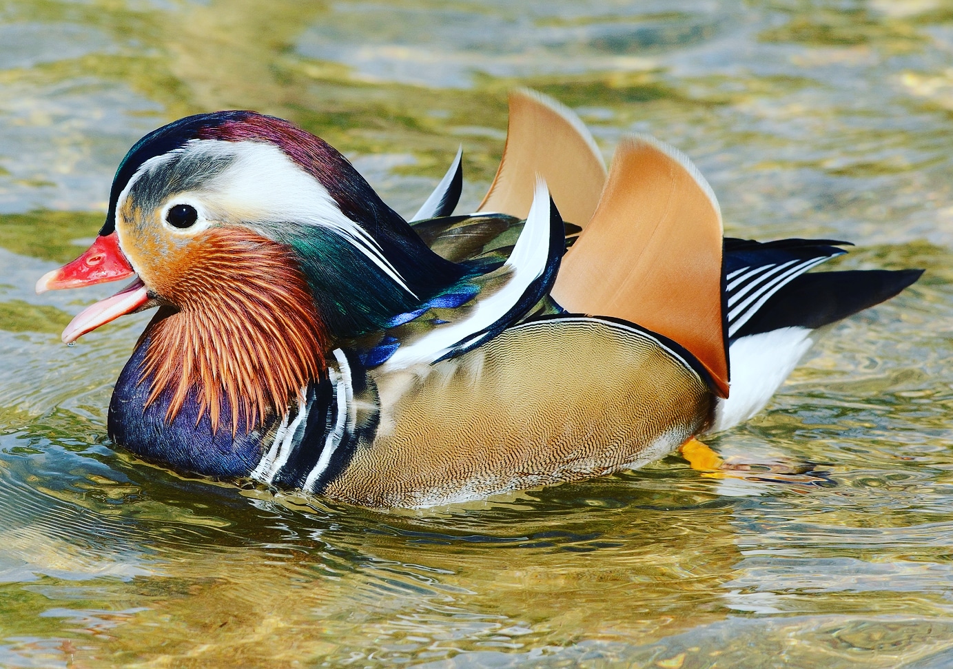 Mandarin Duck (male)