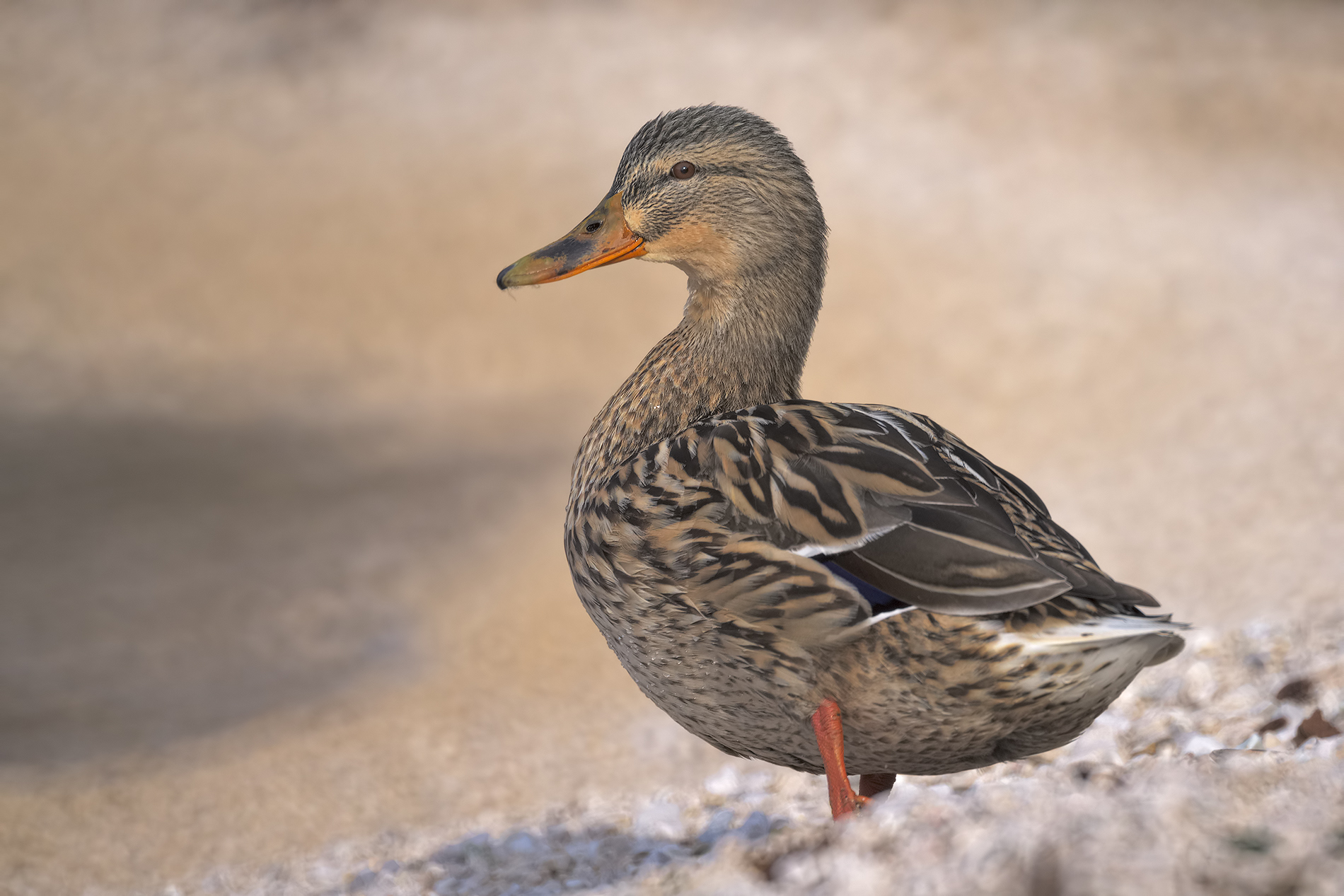 Germano catadiottrico