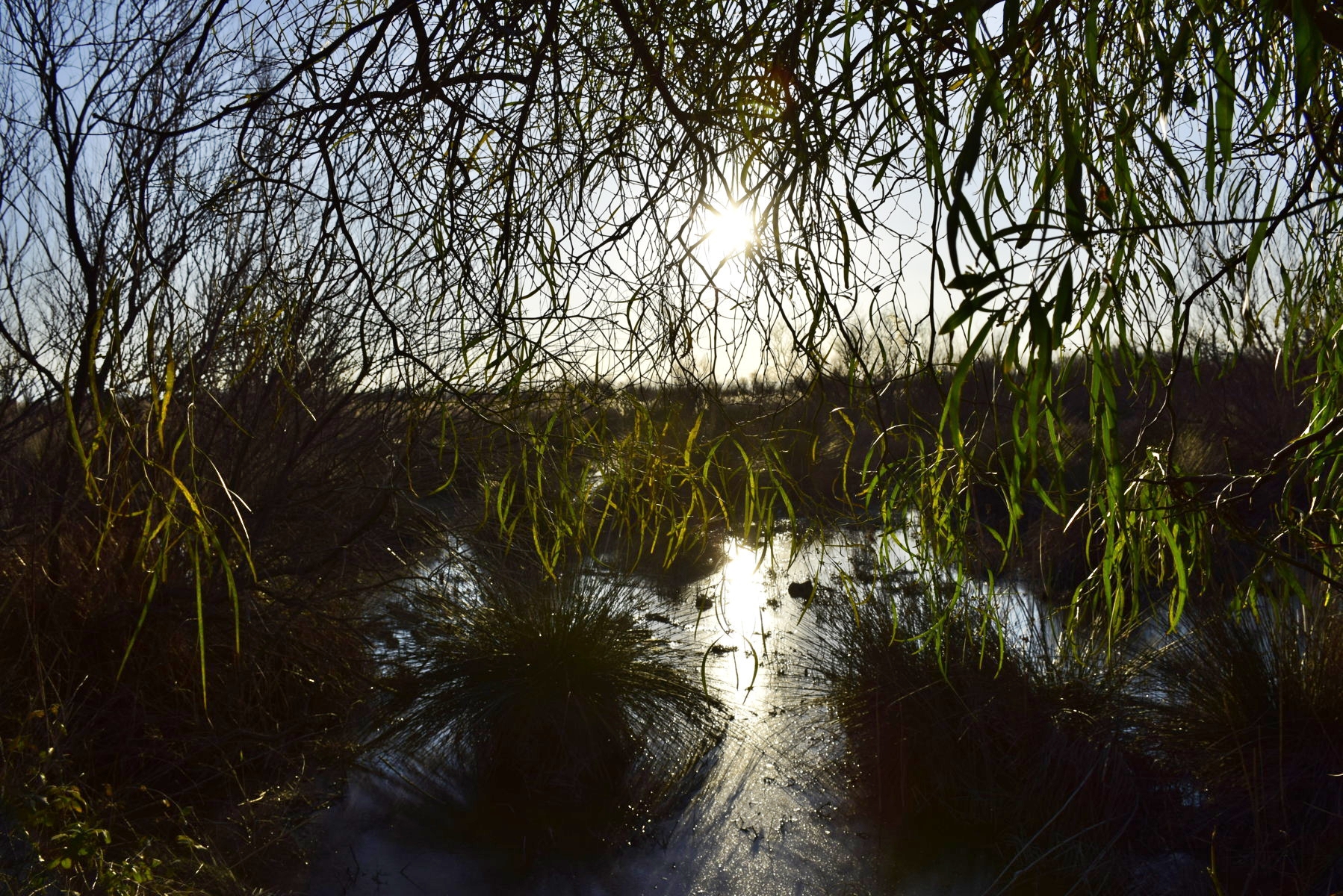 Luce...ombra.... foschia in palude