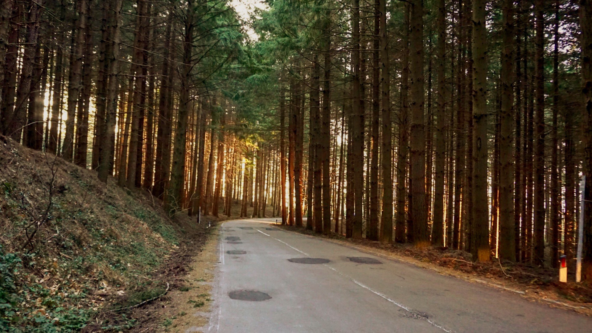 Sunrise in the Woods