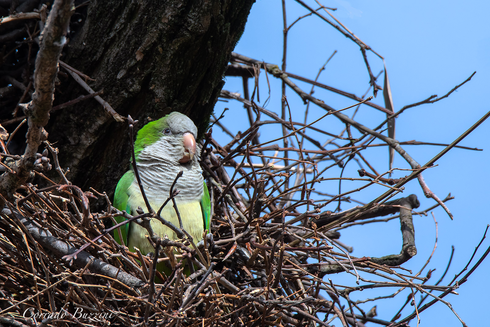 Parakeet in Sant Alessio