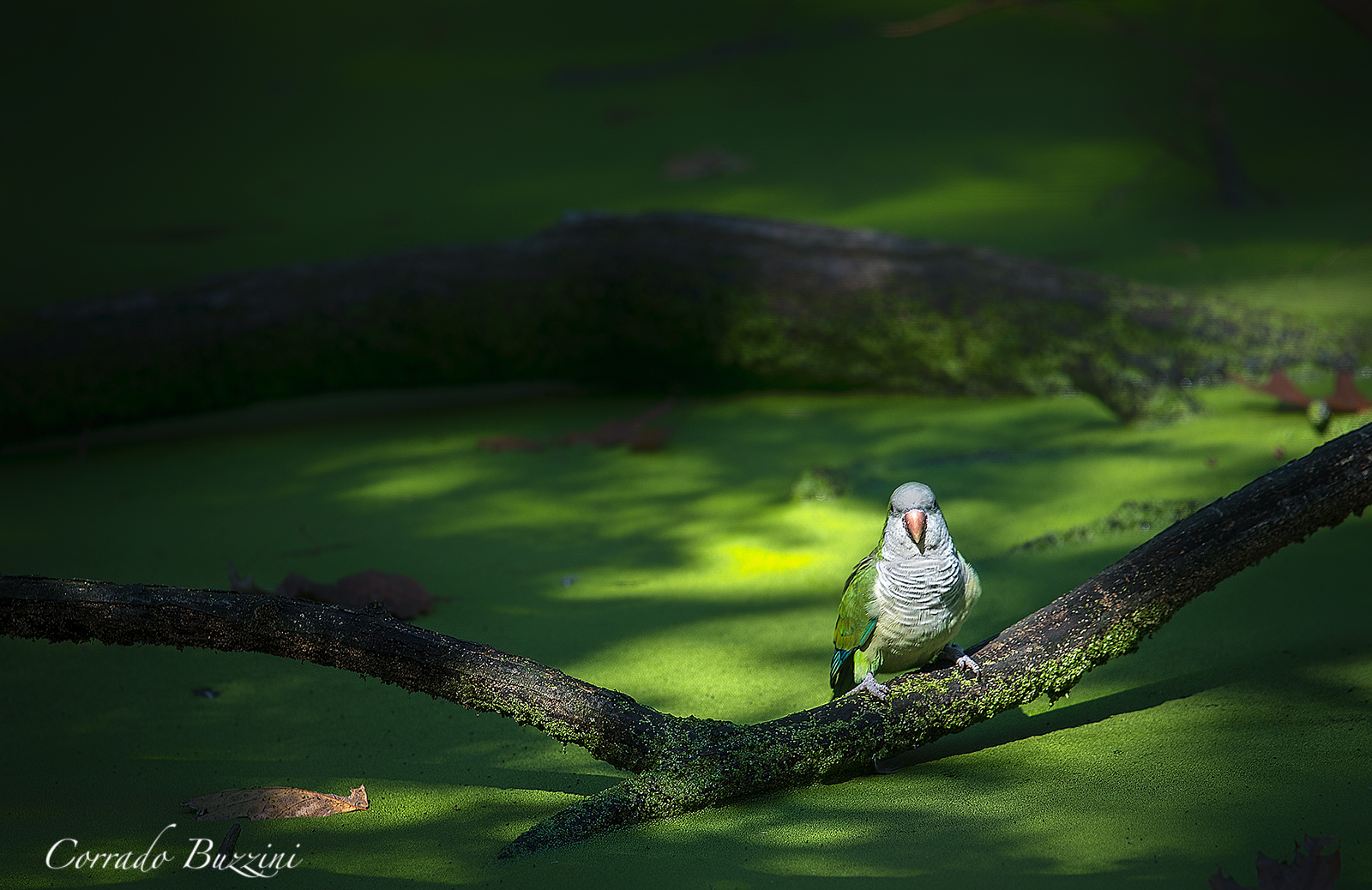 Sant Aelssio Parakeet