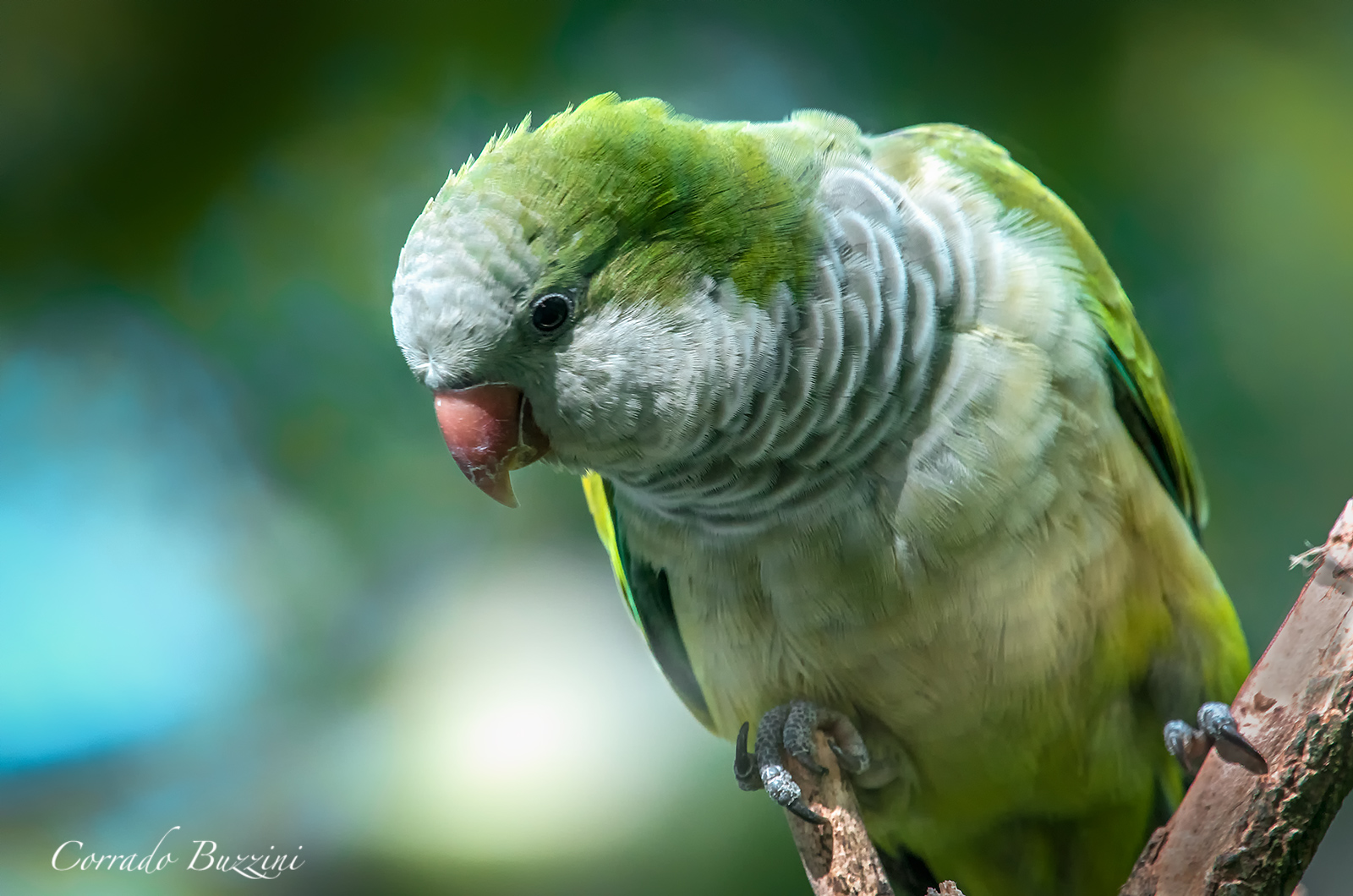 Sant Aelssio Parakeet