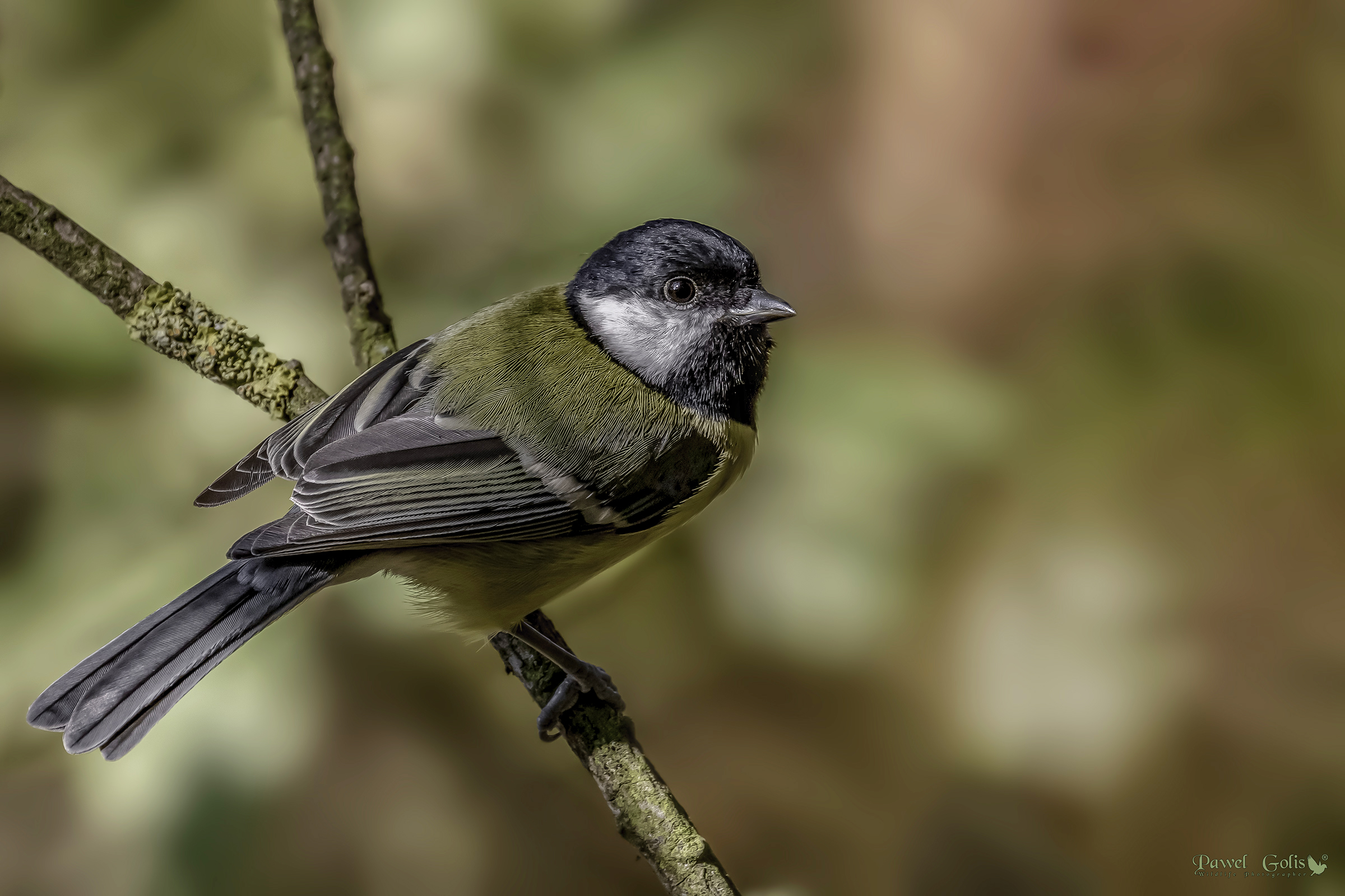 La grande tetta (Parus major)