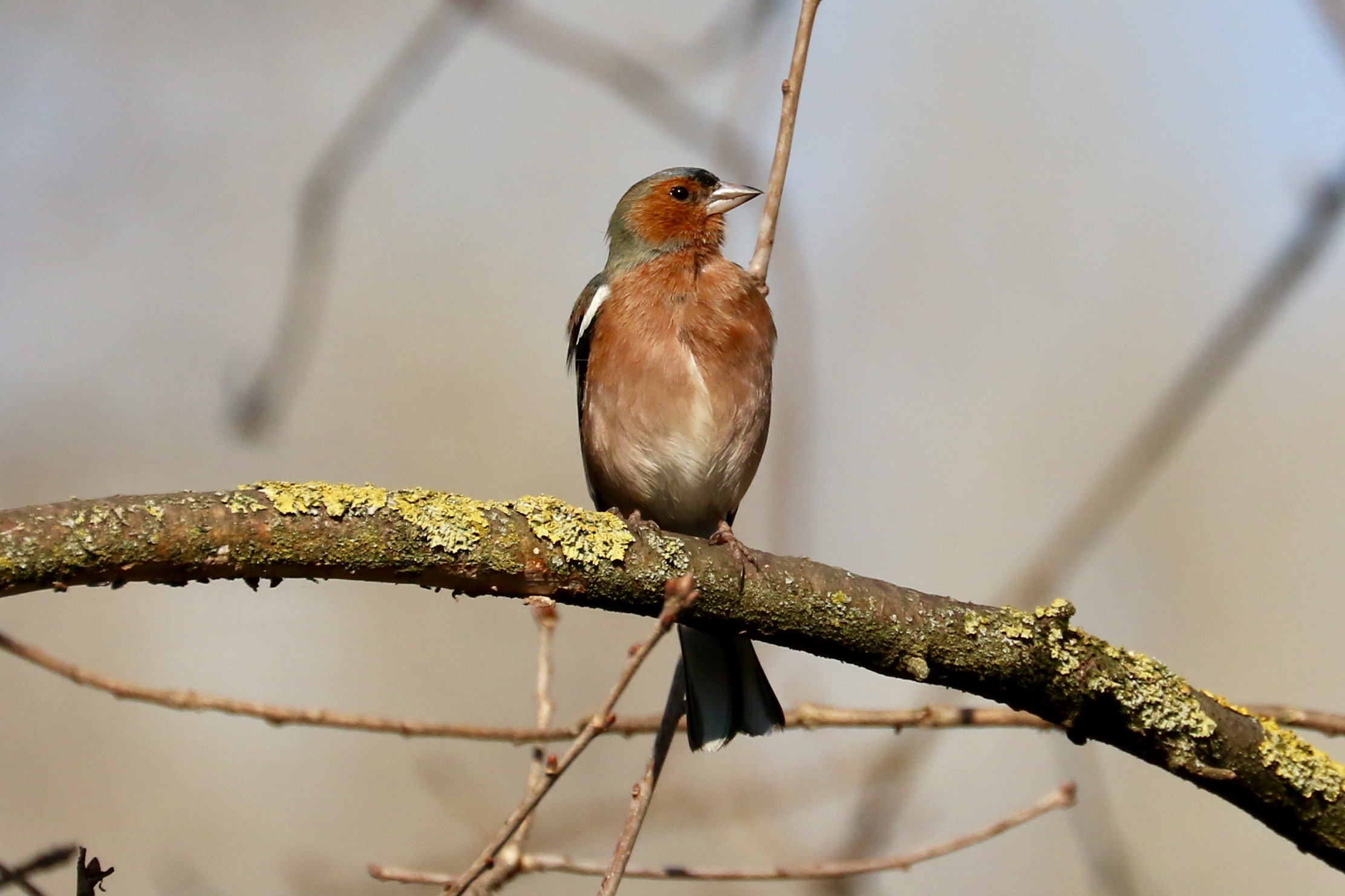 The spring has arrived