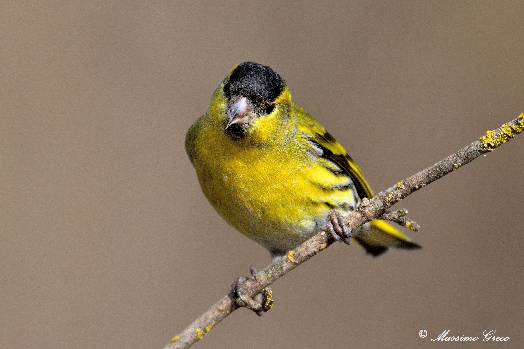 Siskin