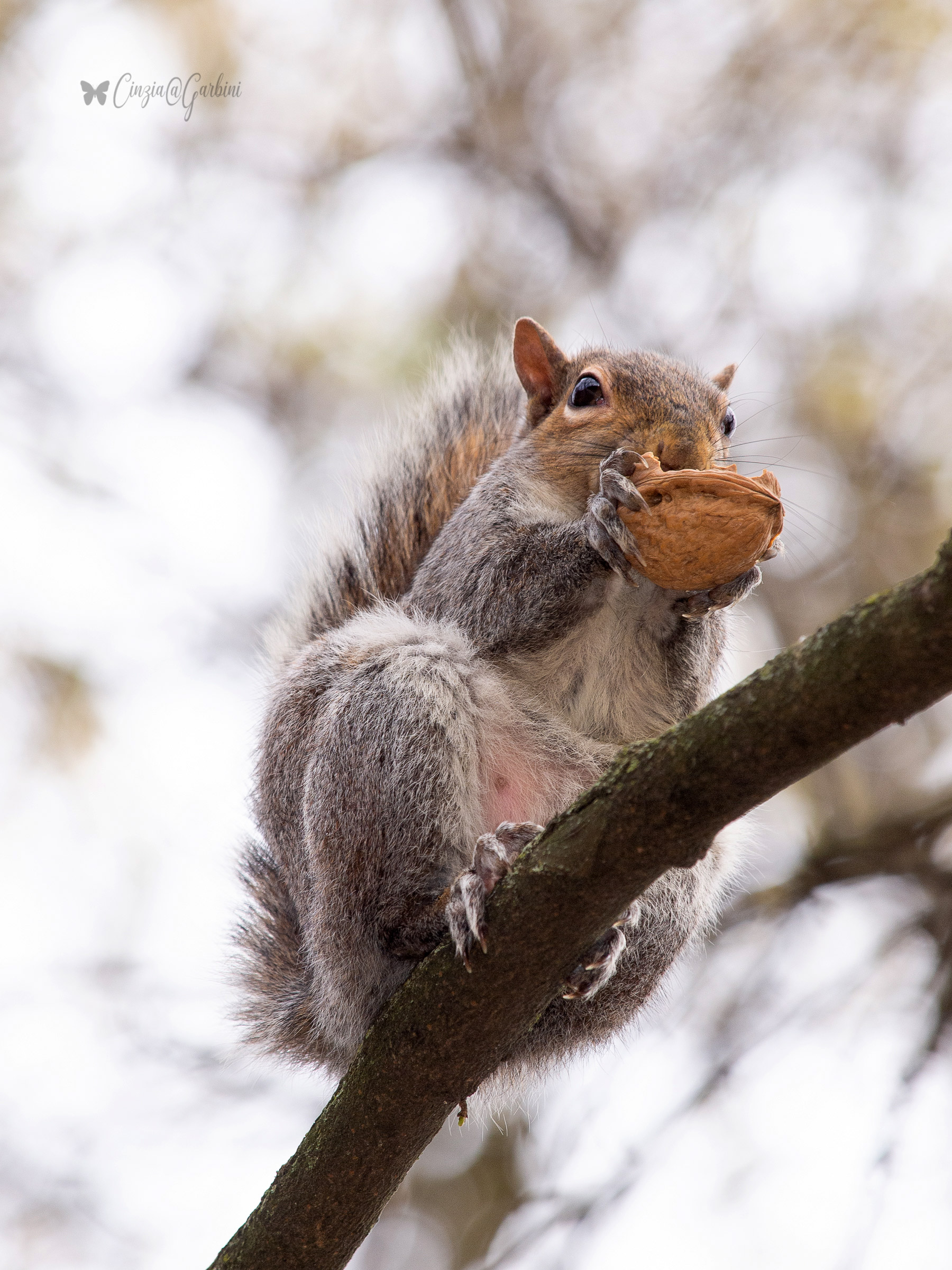 Iomelamangio and you?