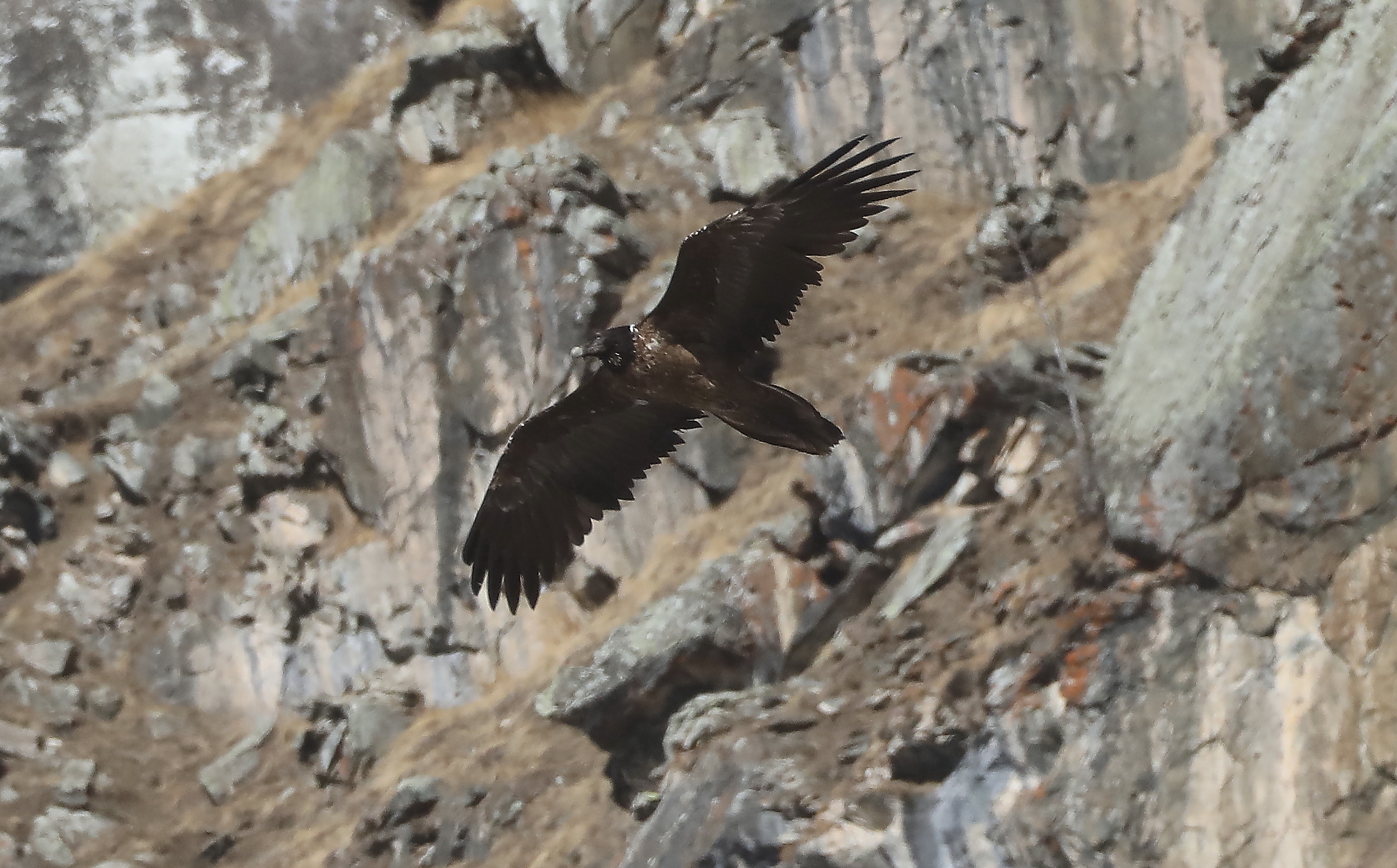 Gipeto Parco Gran Paradiso