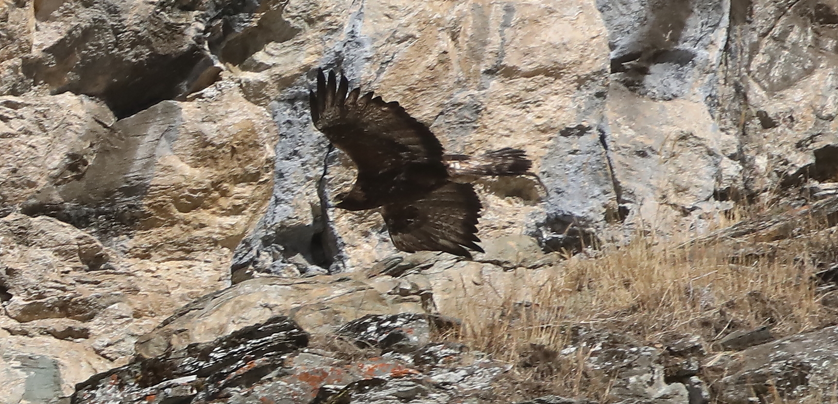 Aquila reale Parco Gran Paradiso