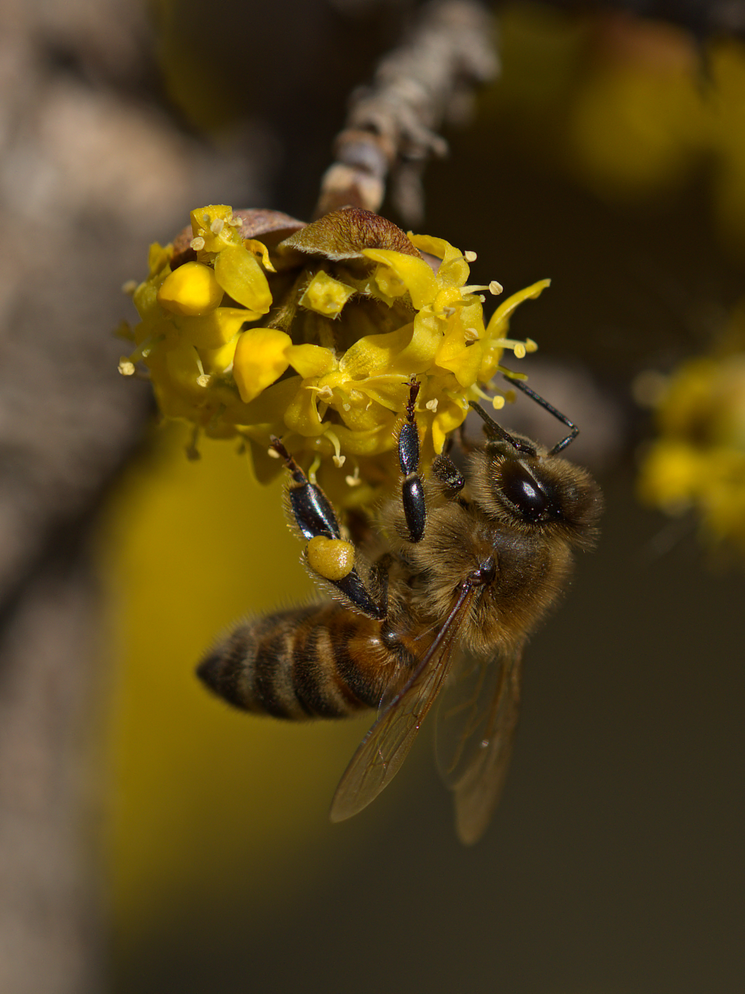 Bee on Dogwood