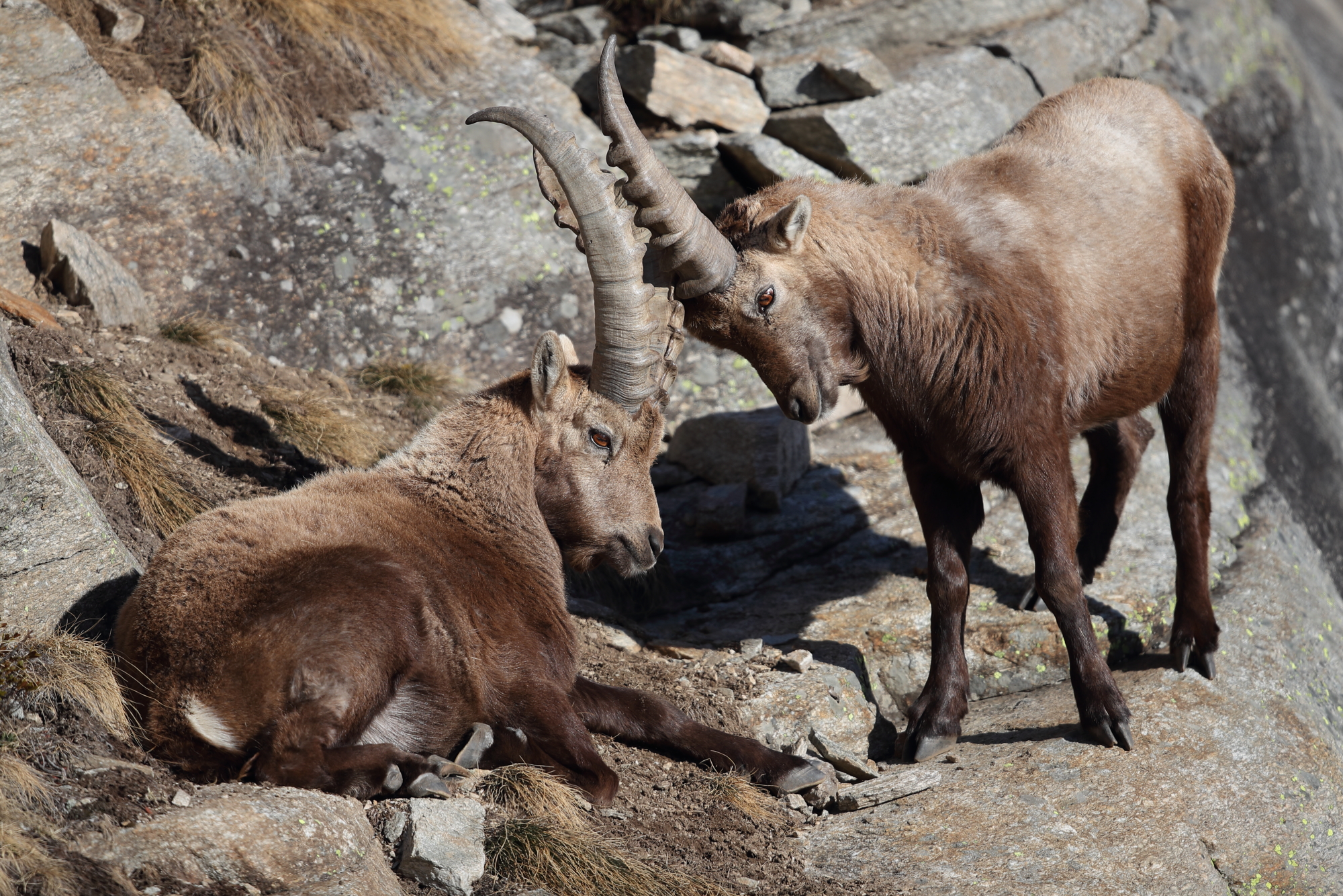 Amici per le corna 3 marzo 2019